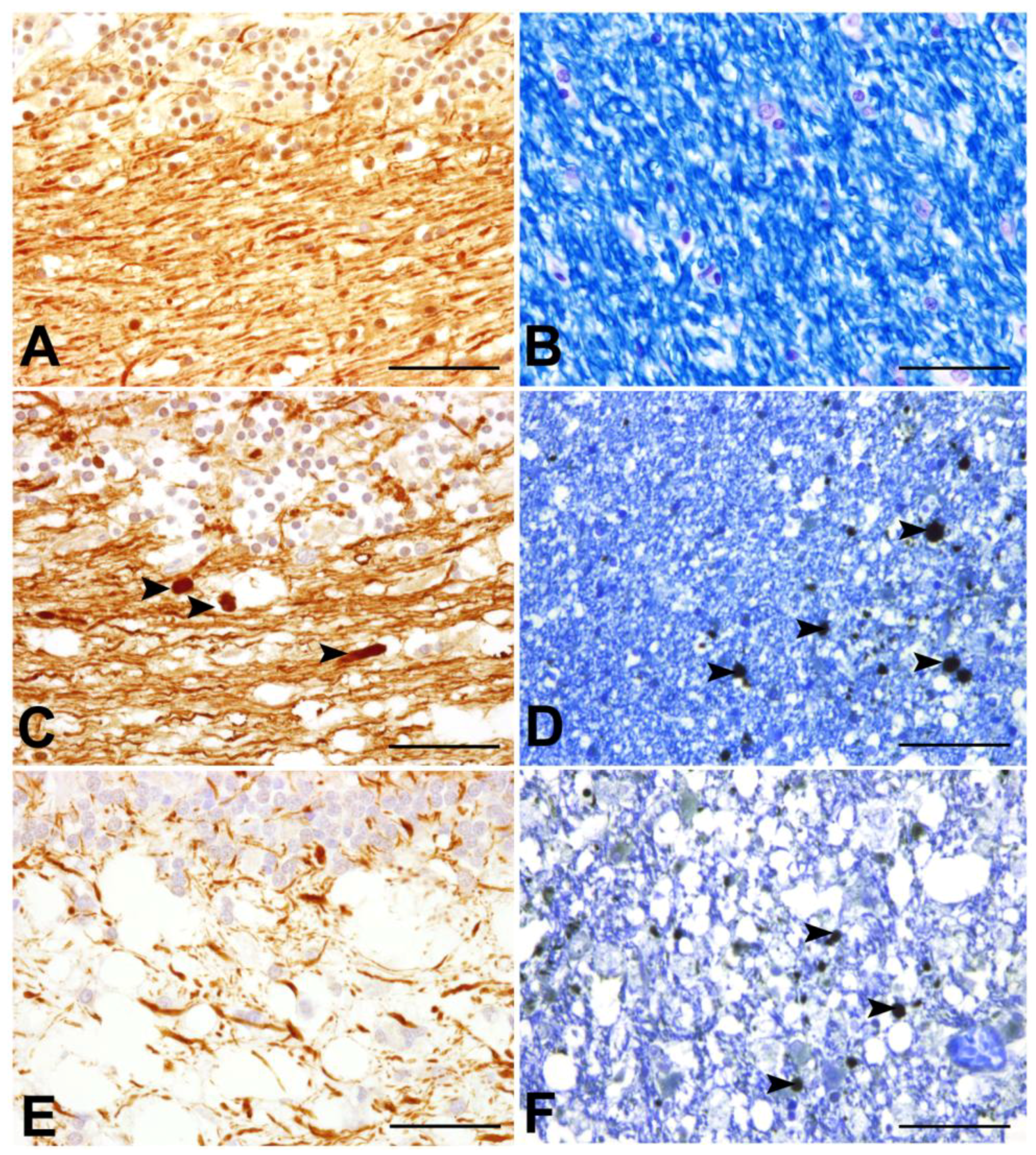 Viruses 06 02571 g004