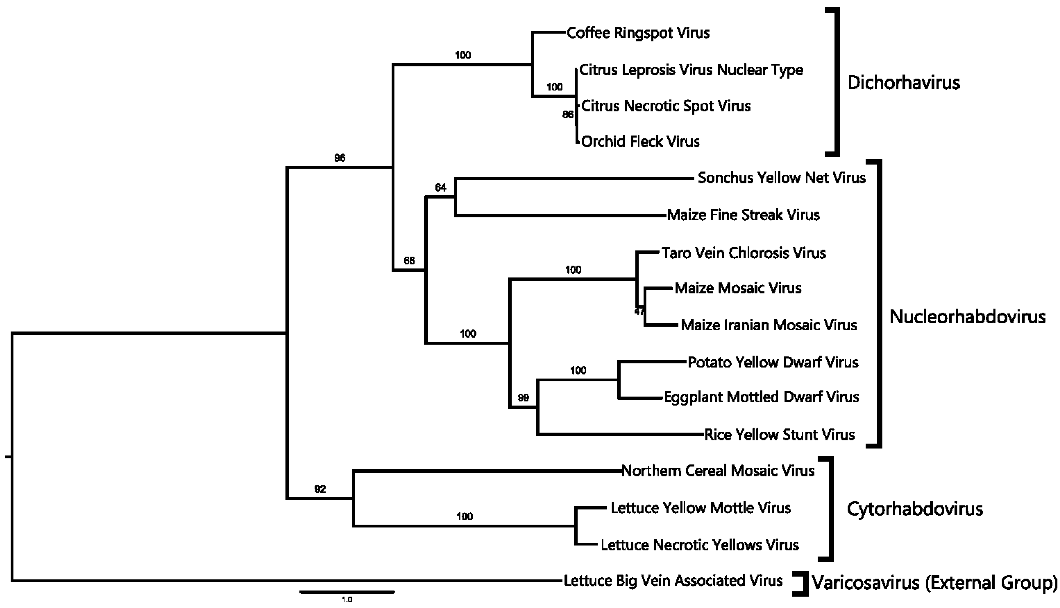 Viruses 06 02602 g004 1024