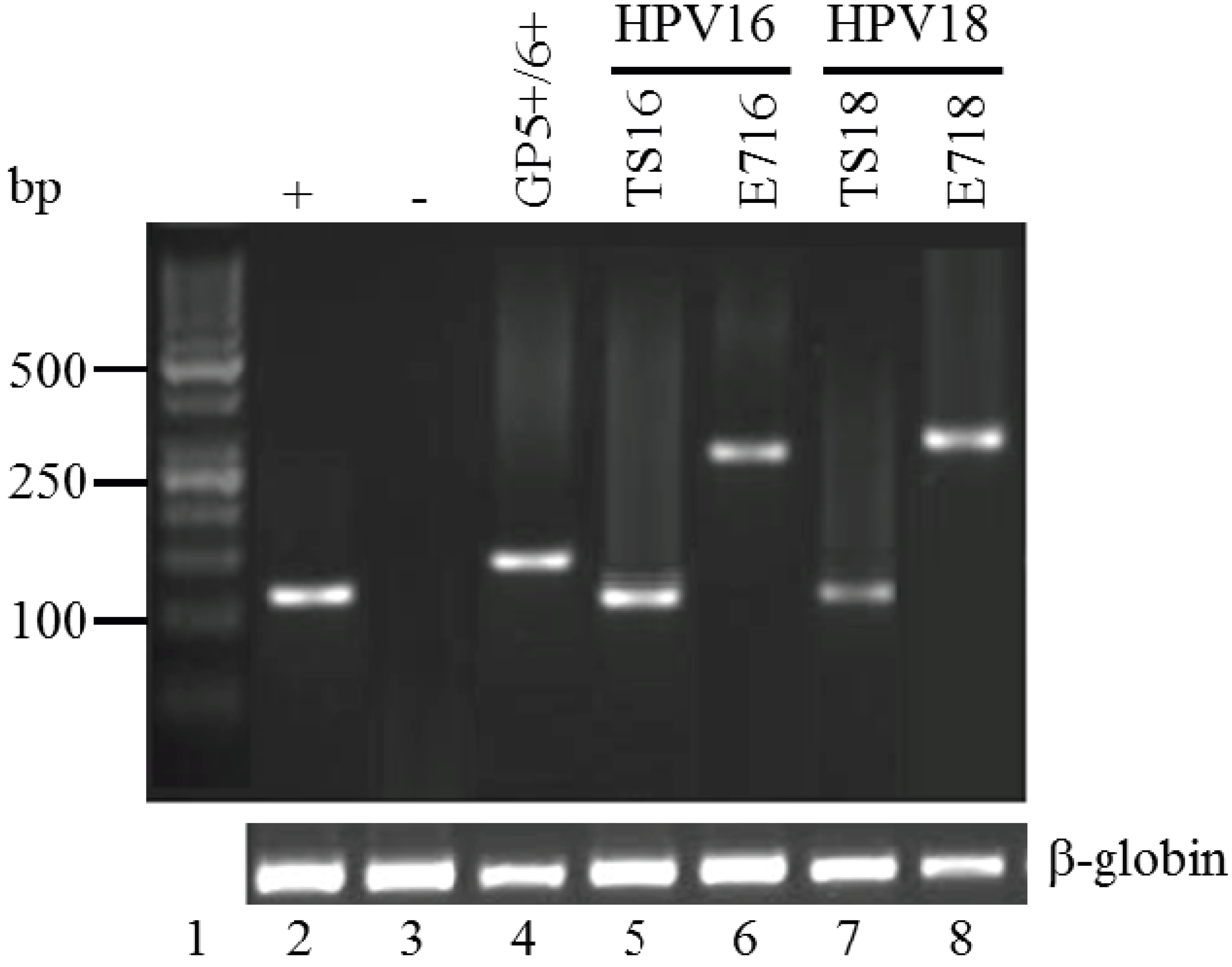 Viruses 06 02762 g001 1024