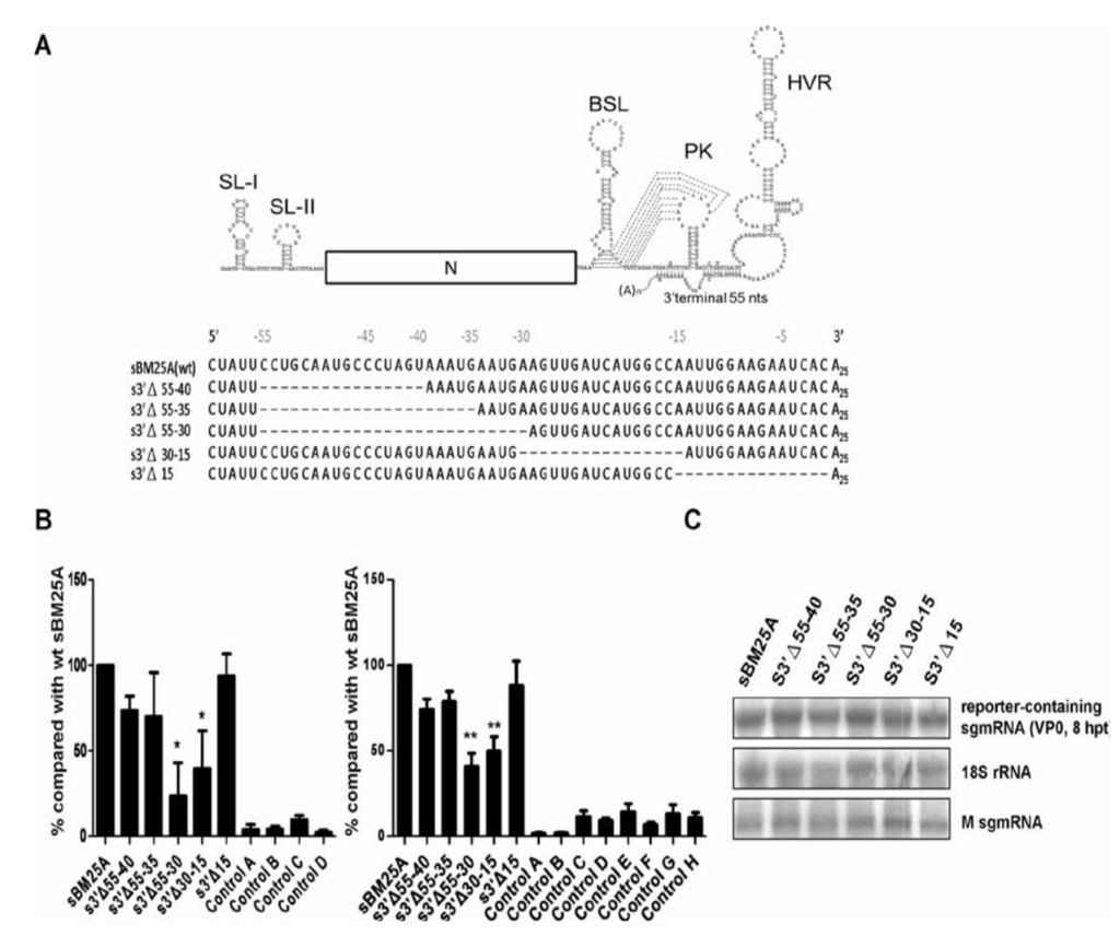 Viruses 06 02938 g004 1024