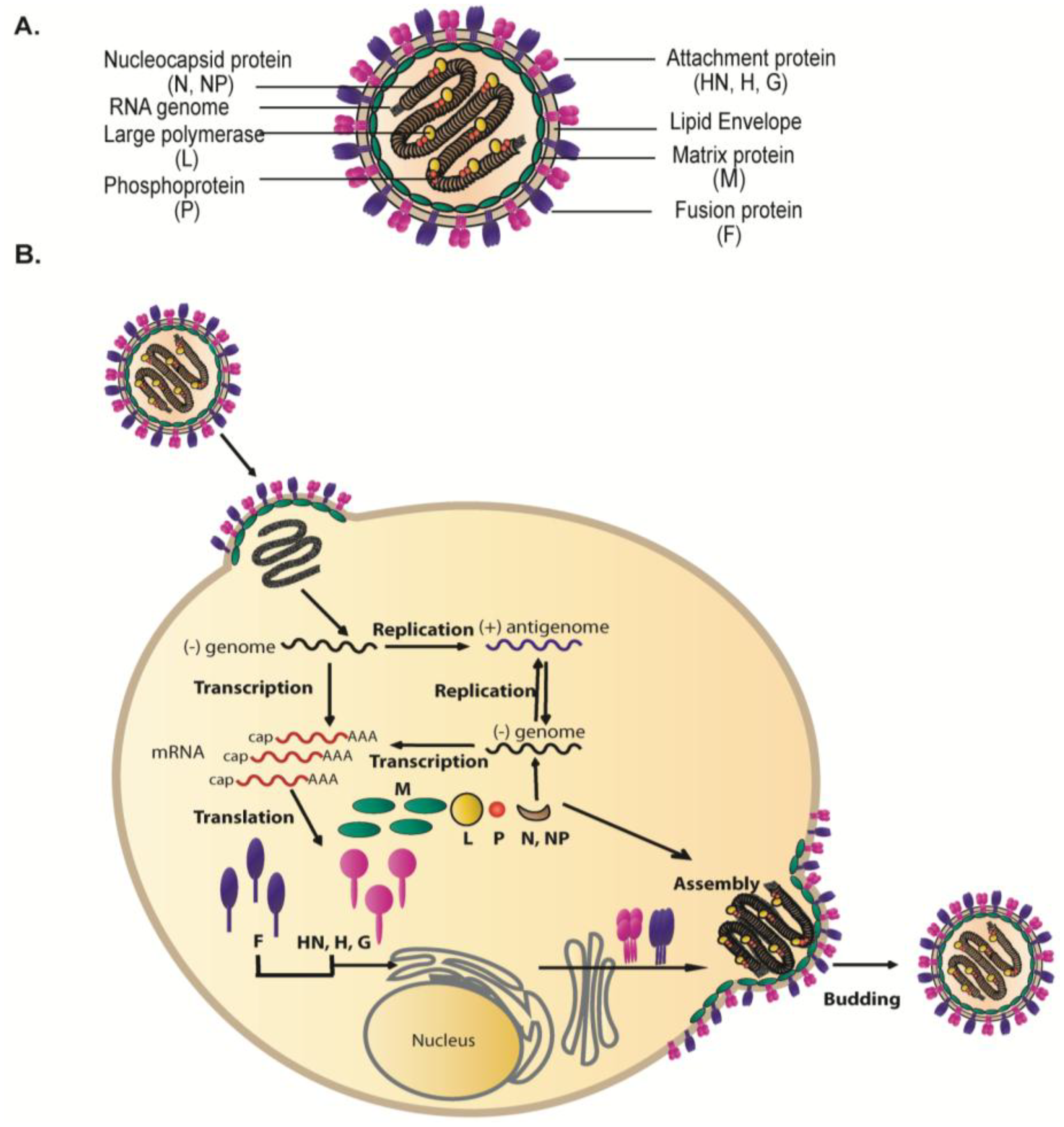 Viruses | Free Full-Text | Paramyxovirus Glycoprotein ... dna replication diagram labeled 