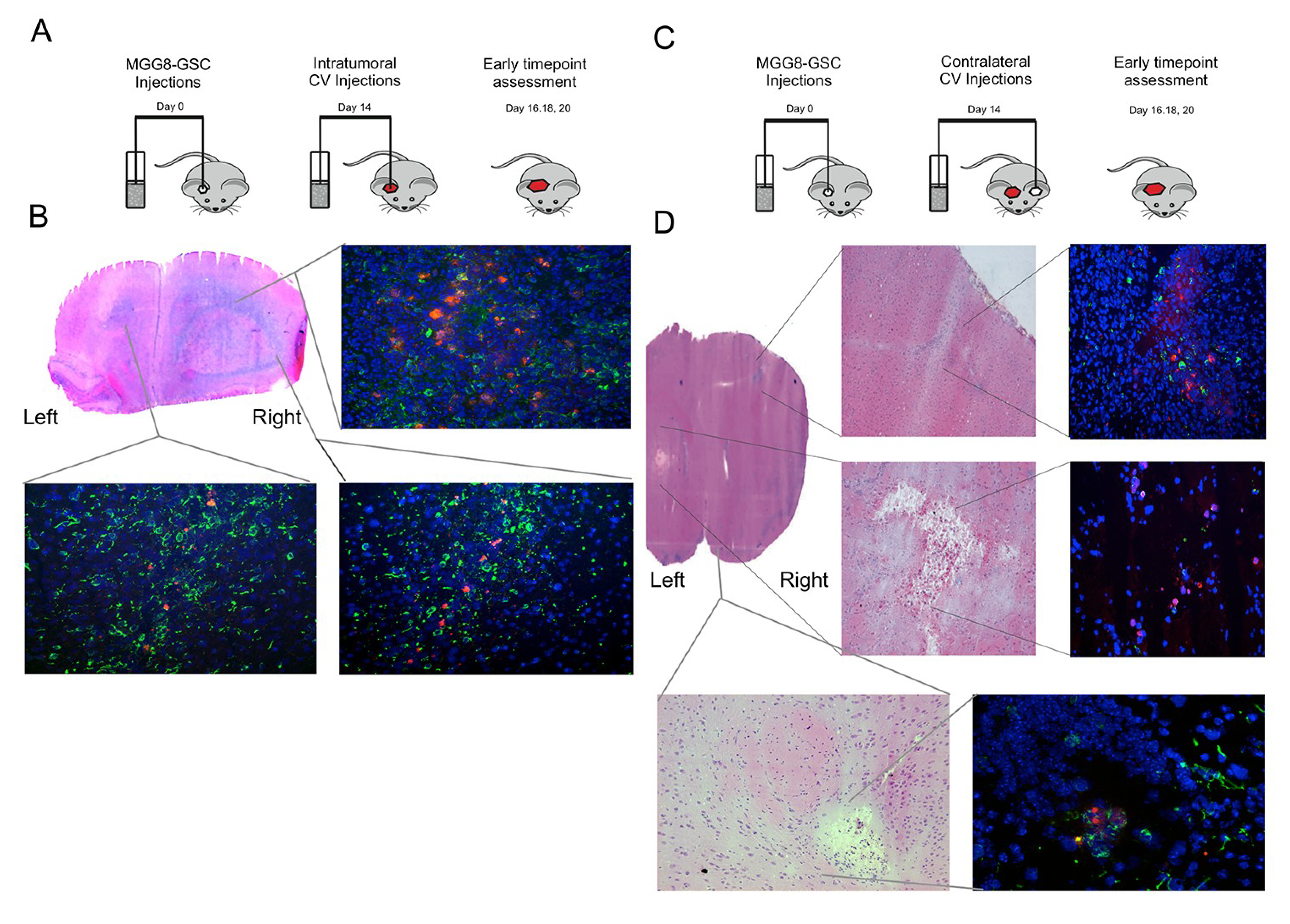 Viruses 06 03080 g004