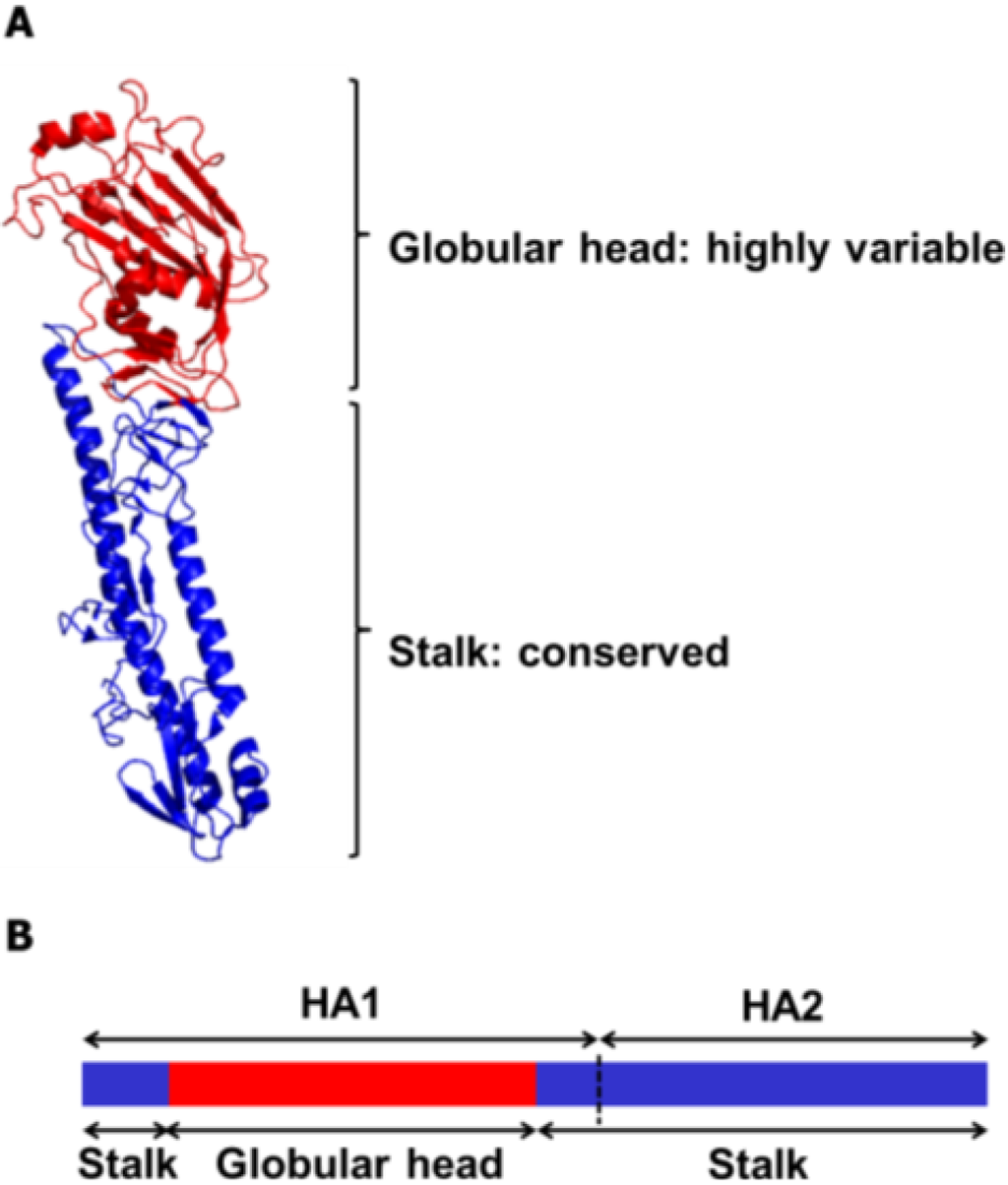 Viruses 06 03159 g002 1024
