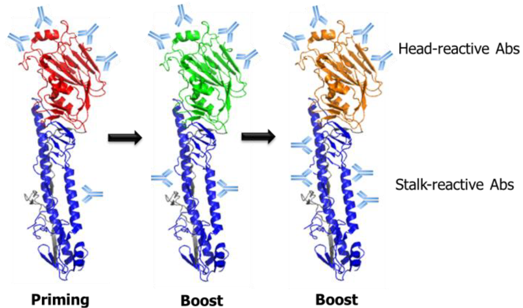 Viruses 06 03159 g003 1024