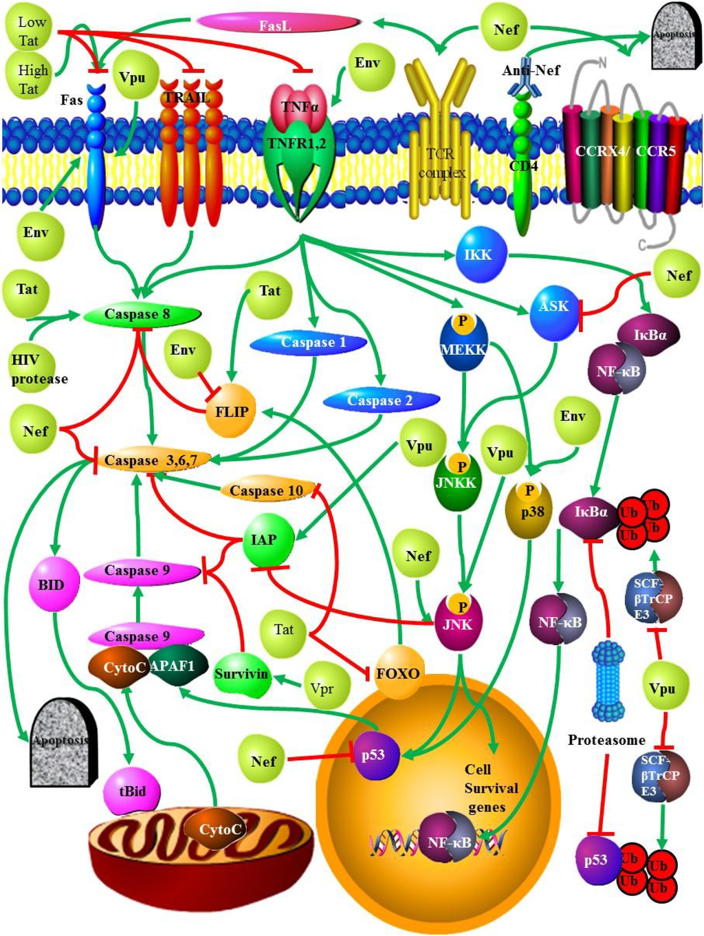 Viruses 06 03181 g002 1024