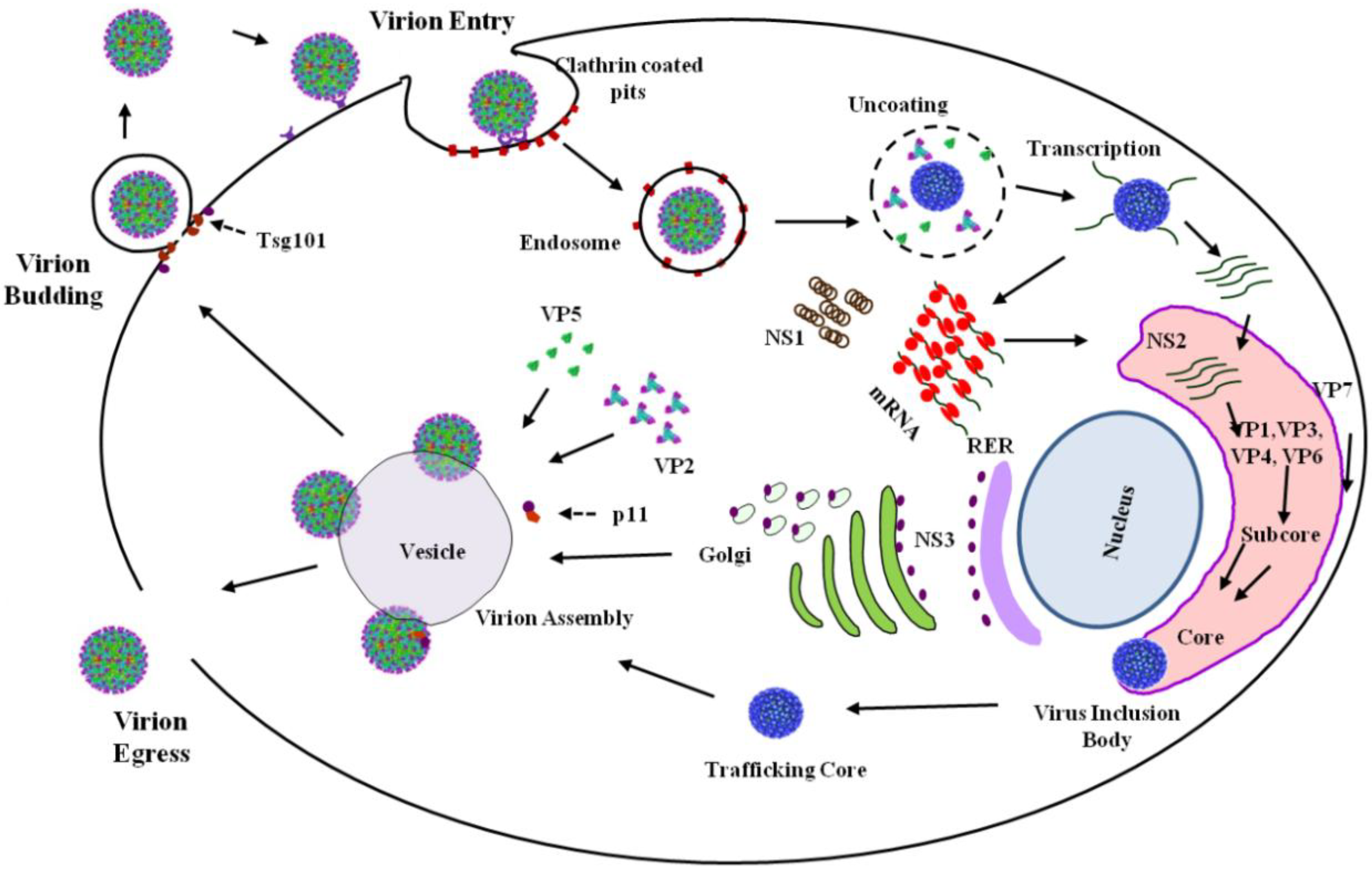 viruses free full text bluetongue virus capsid assembly and bluetounge virus