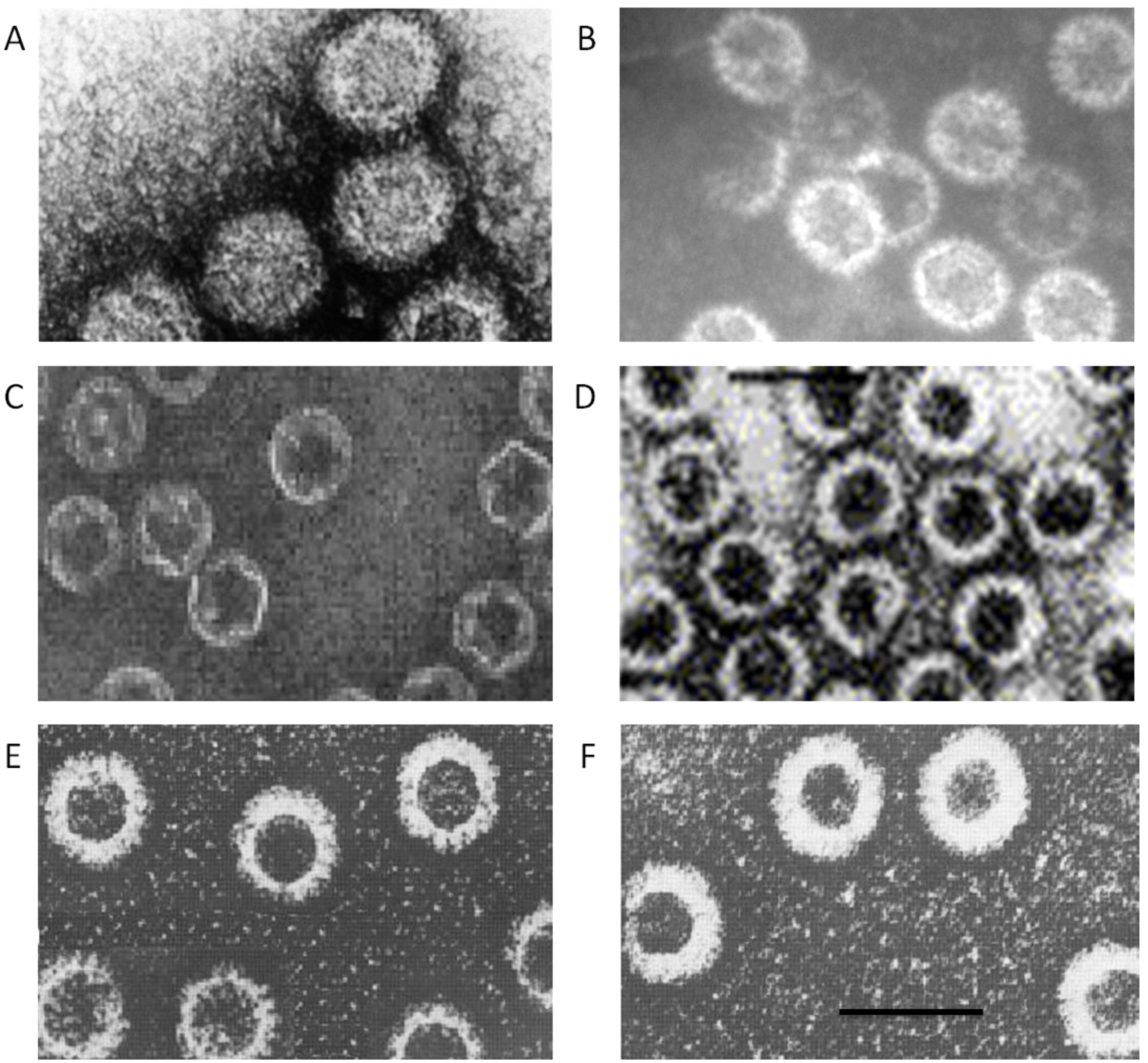 Viruses 06 03250 g003 1024