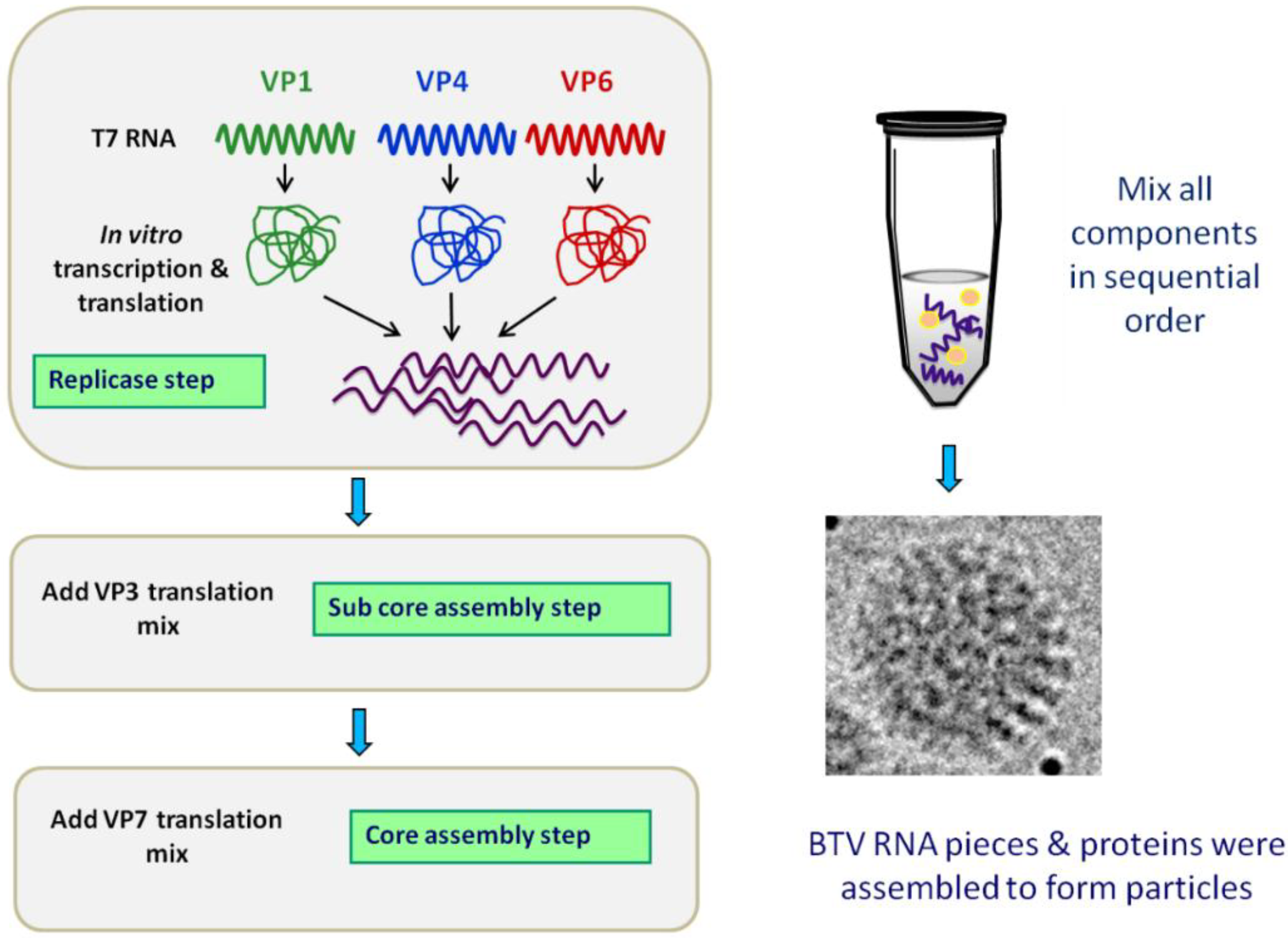 Viruses 06 03250 g005 1024