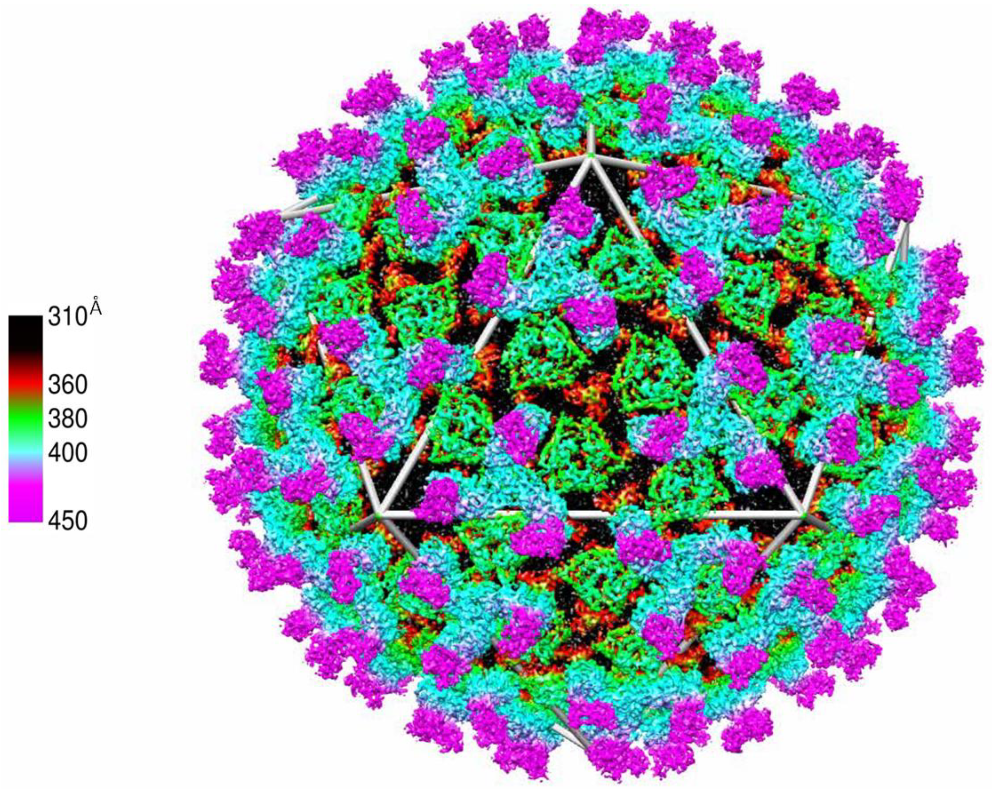 Viruses 06 03250 g006 1024