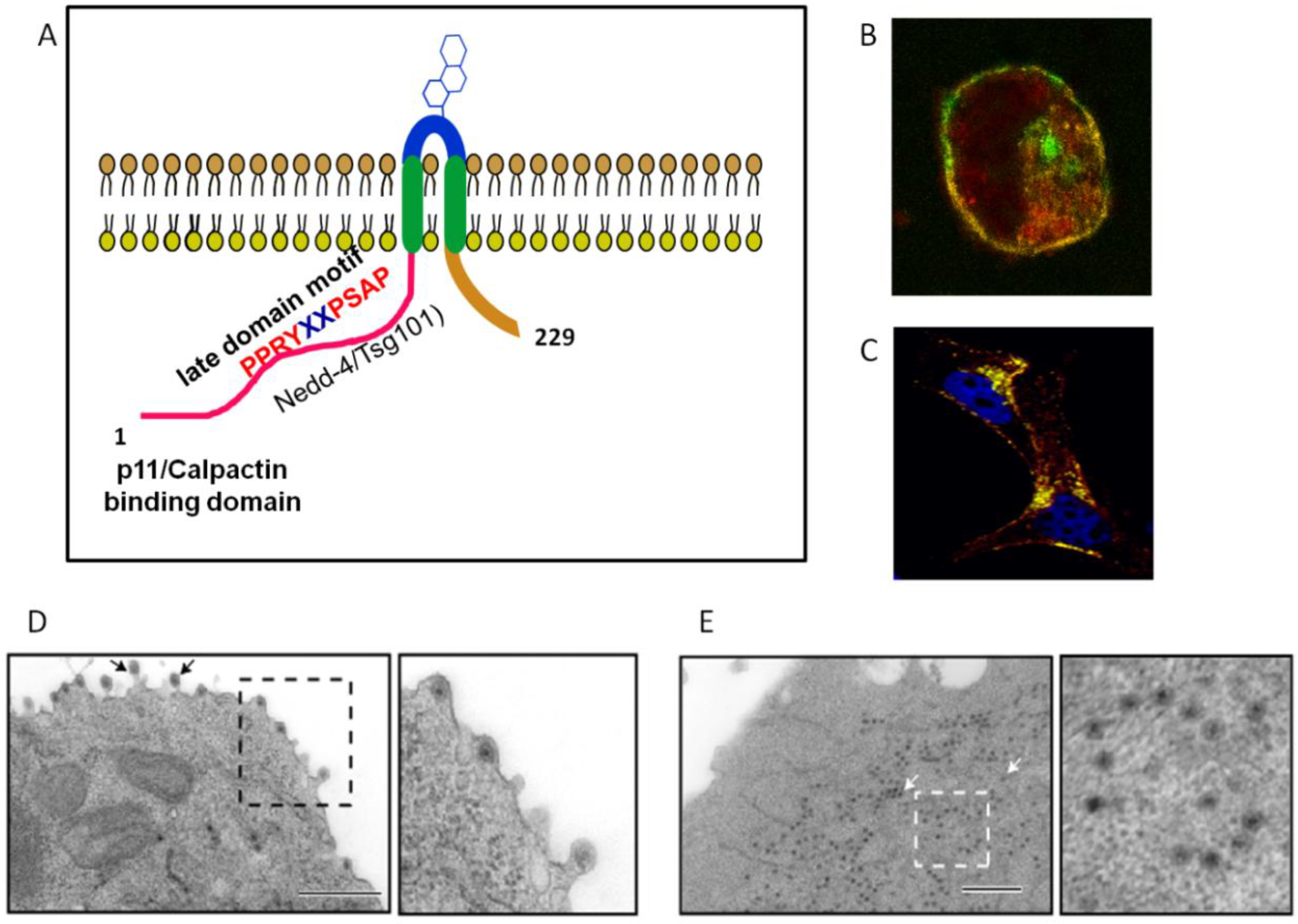 Viruses 06 03250 g007 1024