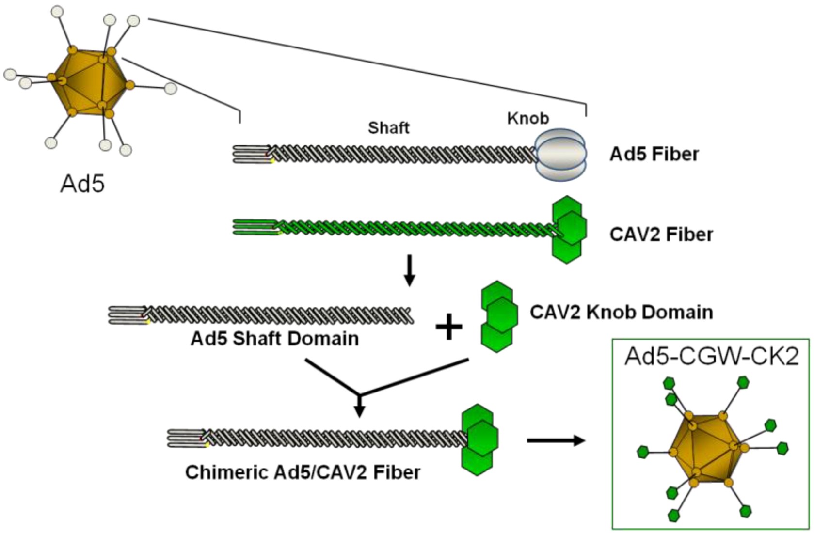 Viruses 06 03293 g001