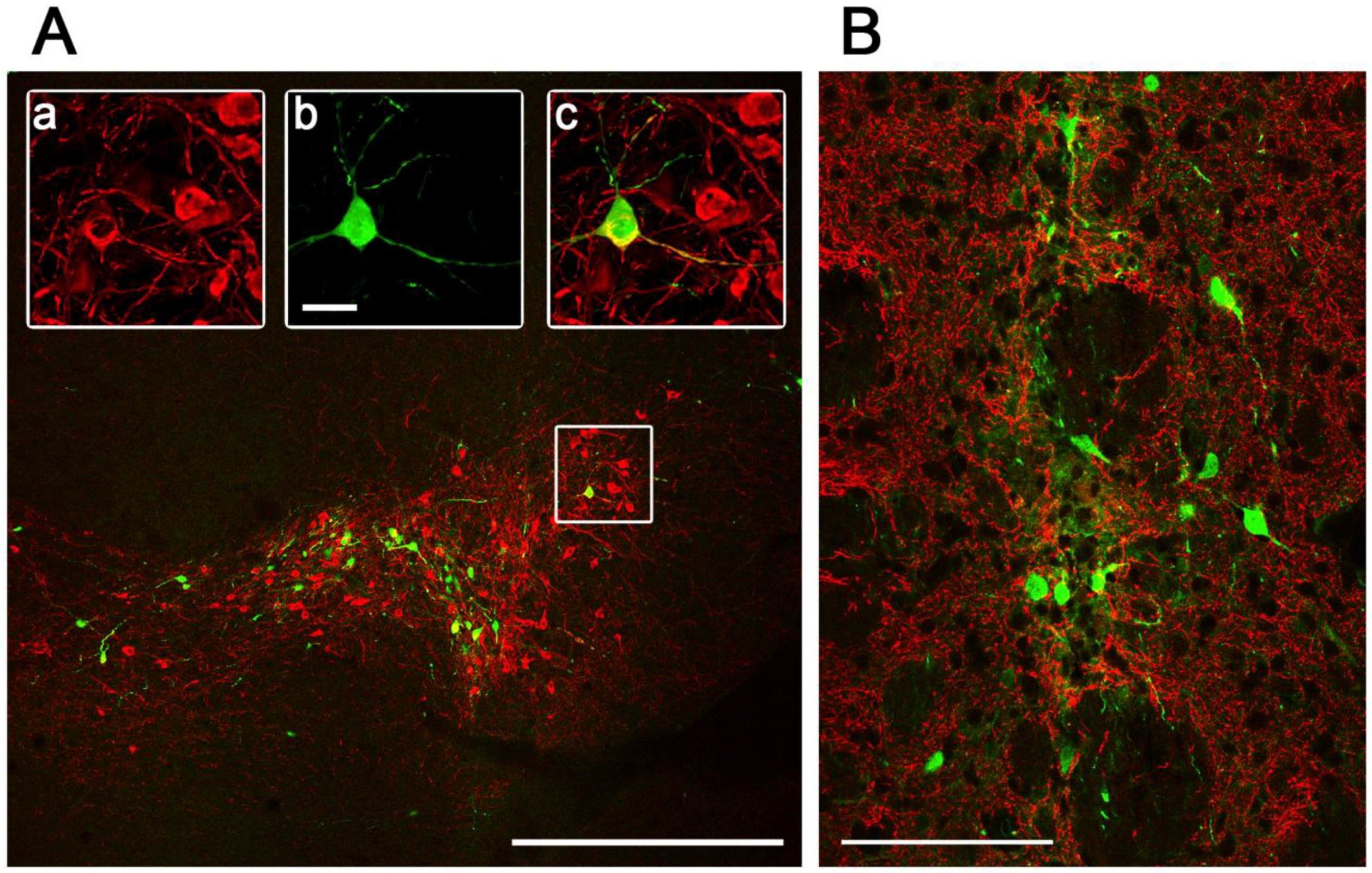 Viruses 06 03293 g005