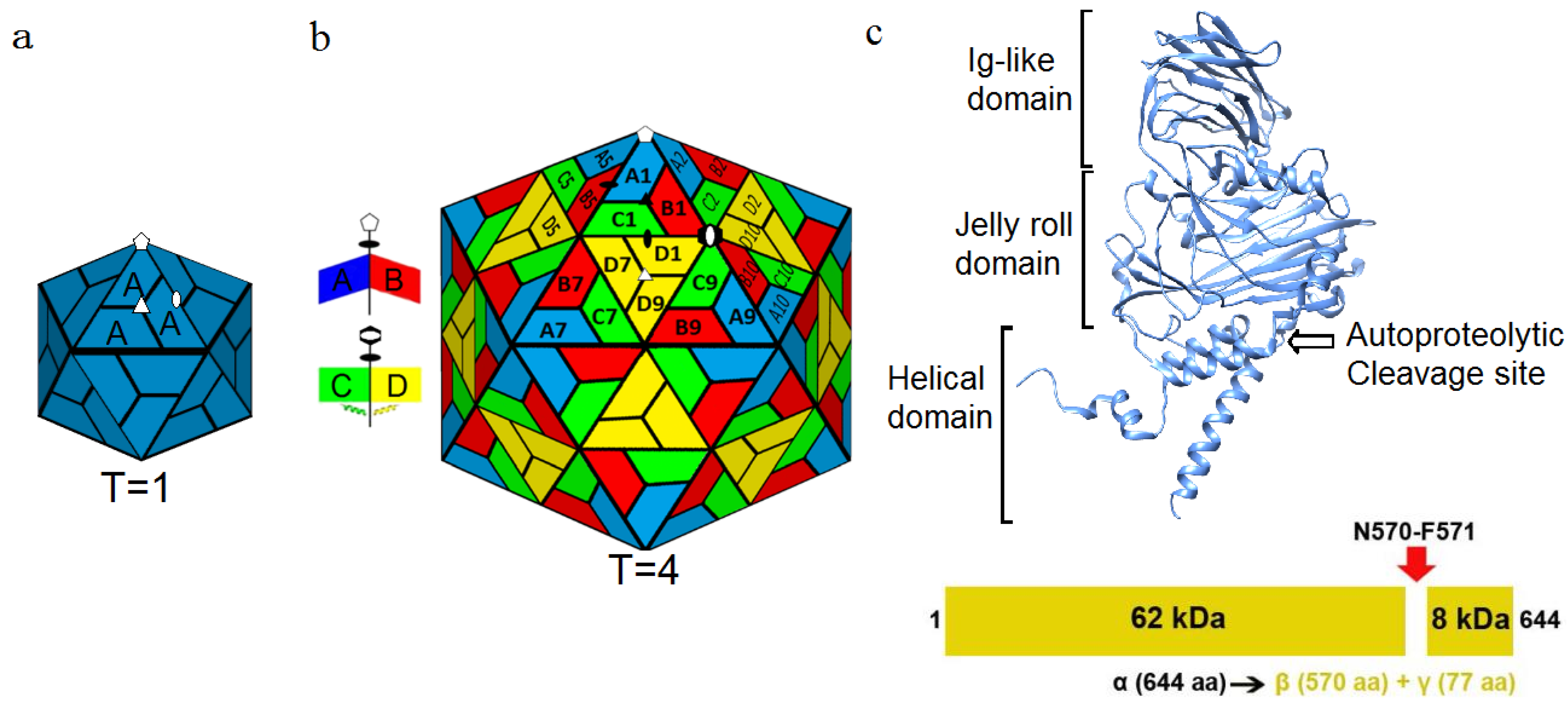 Viruses 06 03348 g001 1024