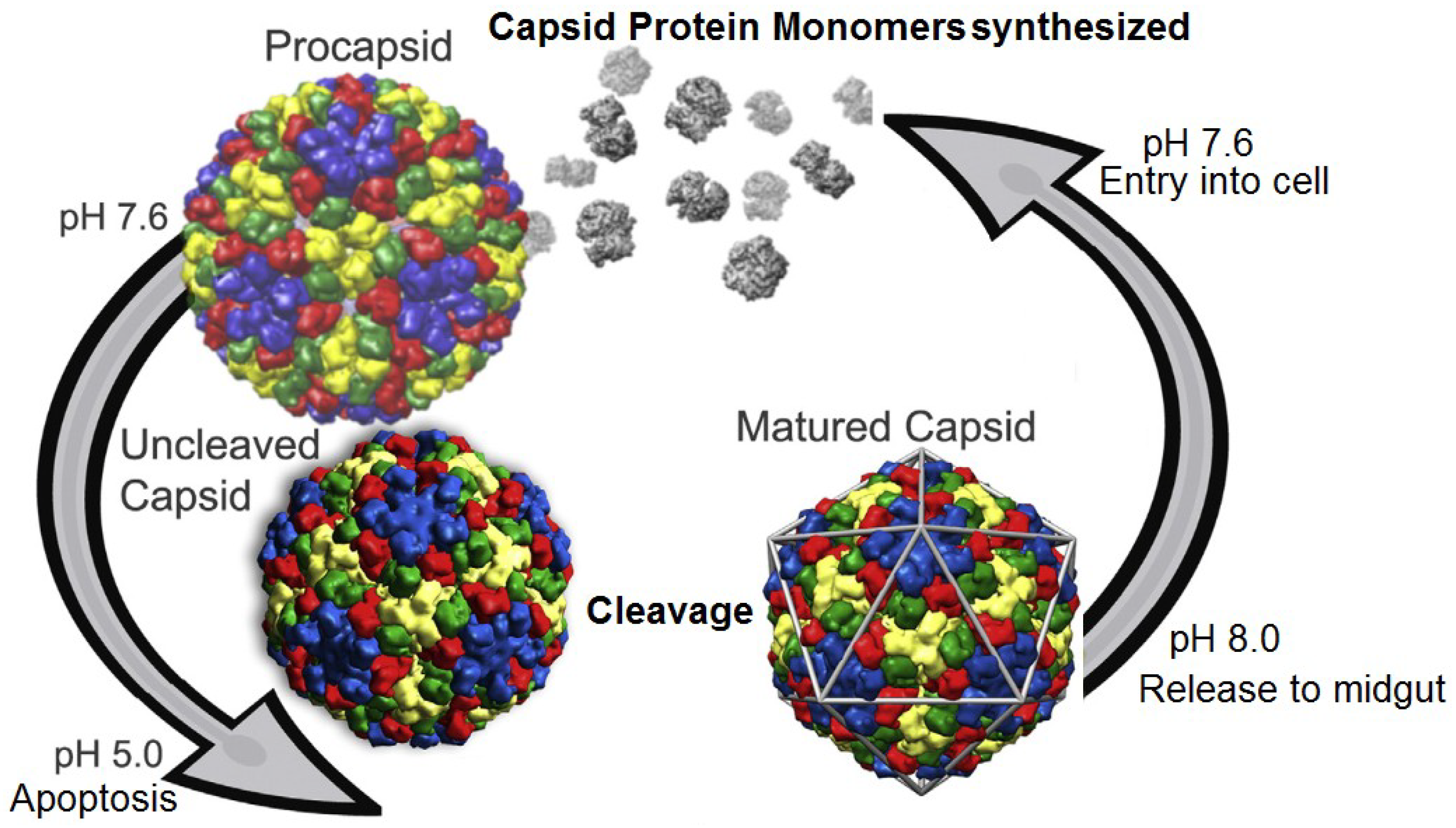 Viruses 06 03348 g003 1024
