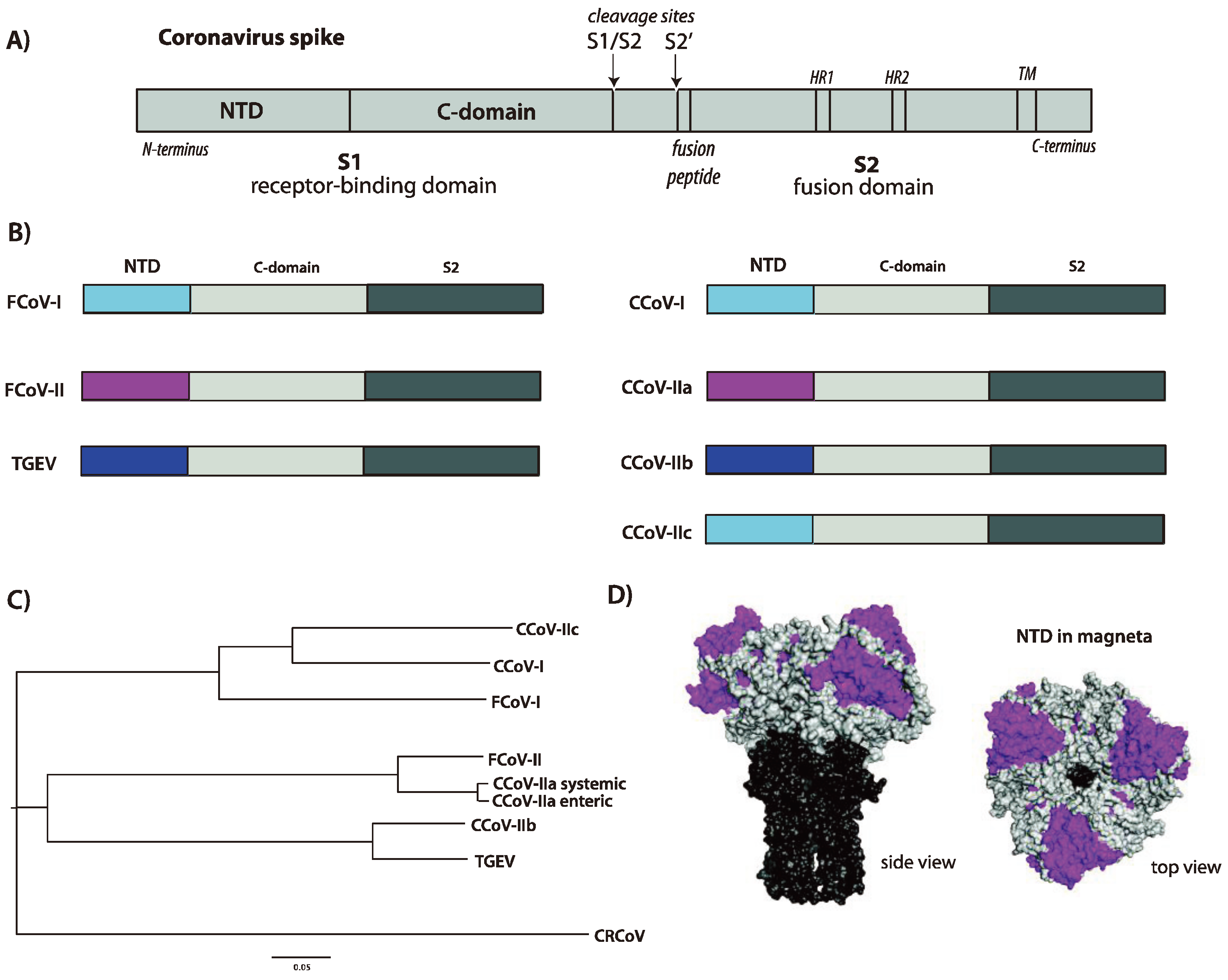 Viruses | Free Full-Text | Canine Enteric Coronaviruses: Emerging Viral Pathogens with ...3282 x 2620