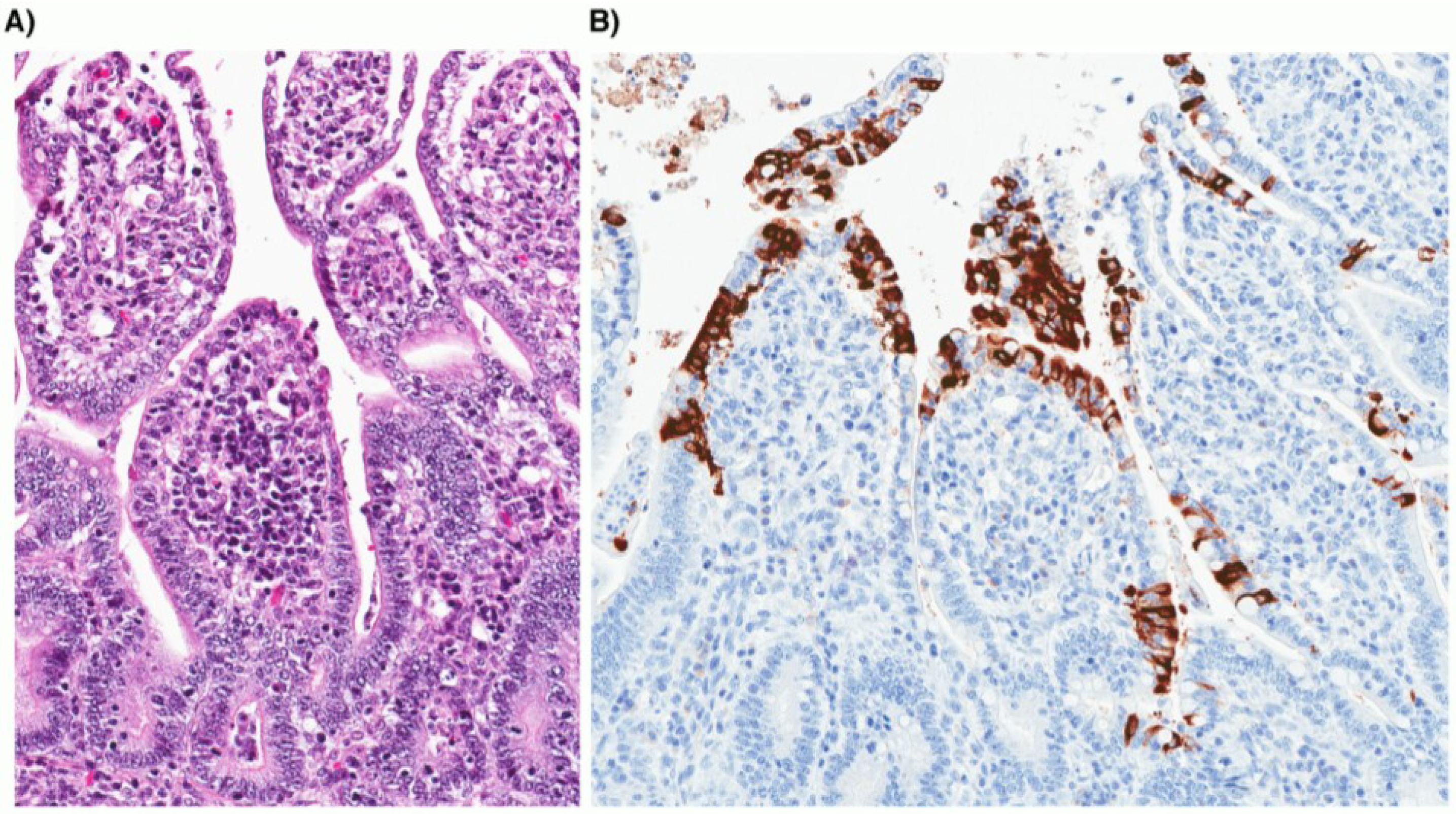 Viruses | Free Full-Text | Canine Enteric Coronaviruses: Emerging Viral Pathogens with ...