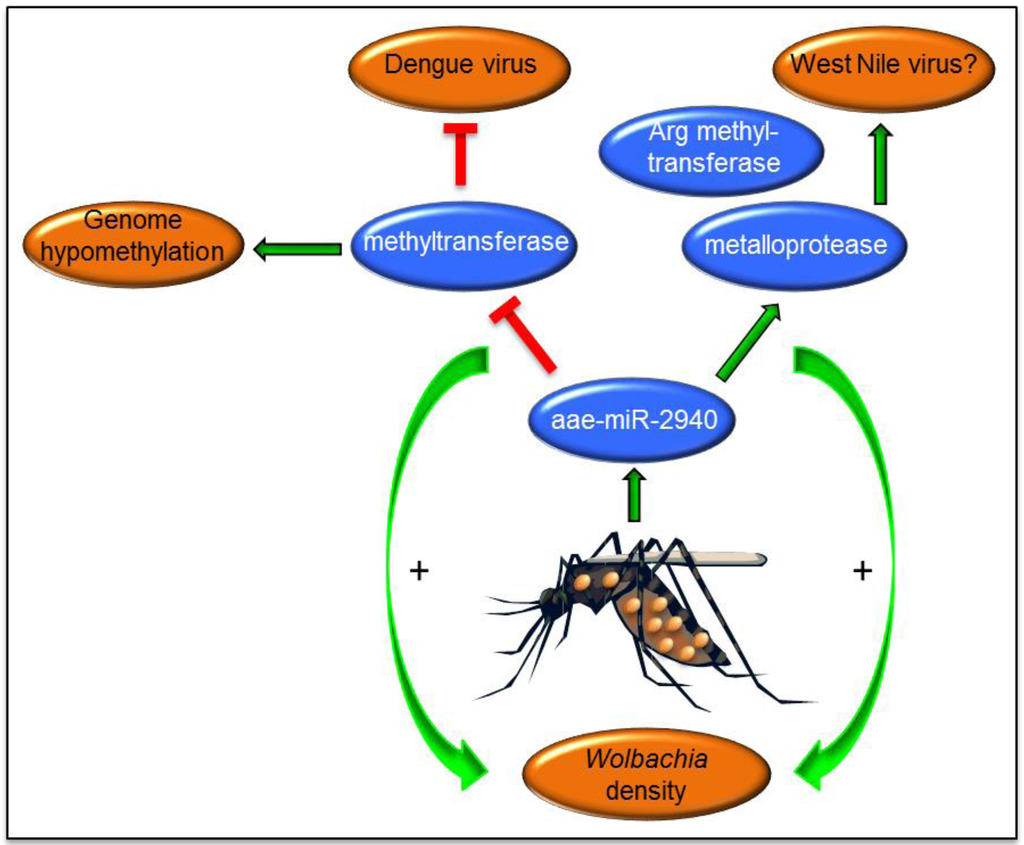 Viruses 06 03514 g002 1024