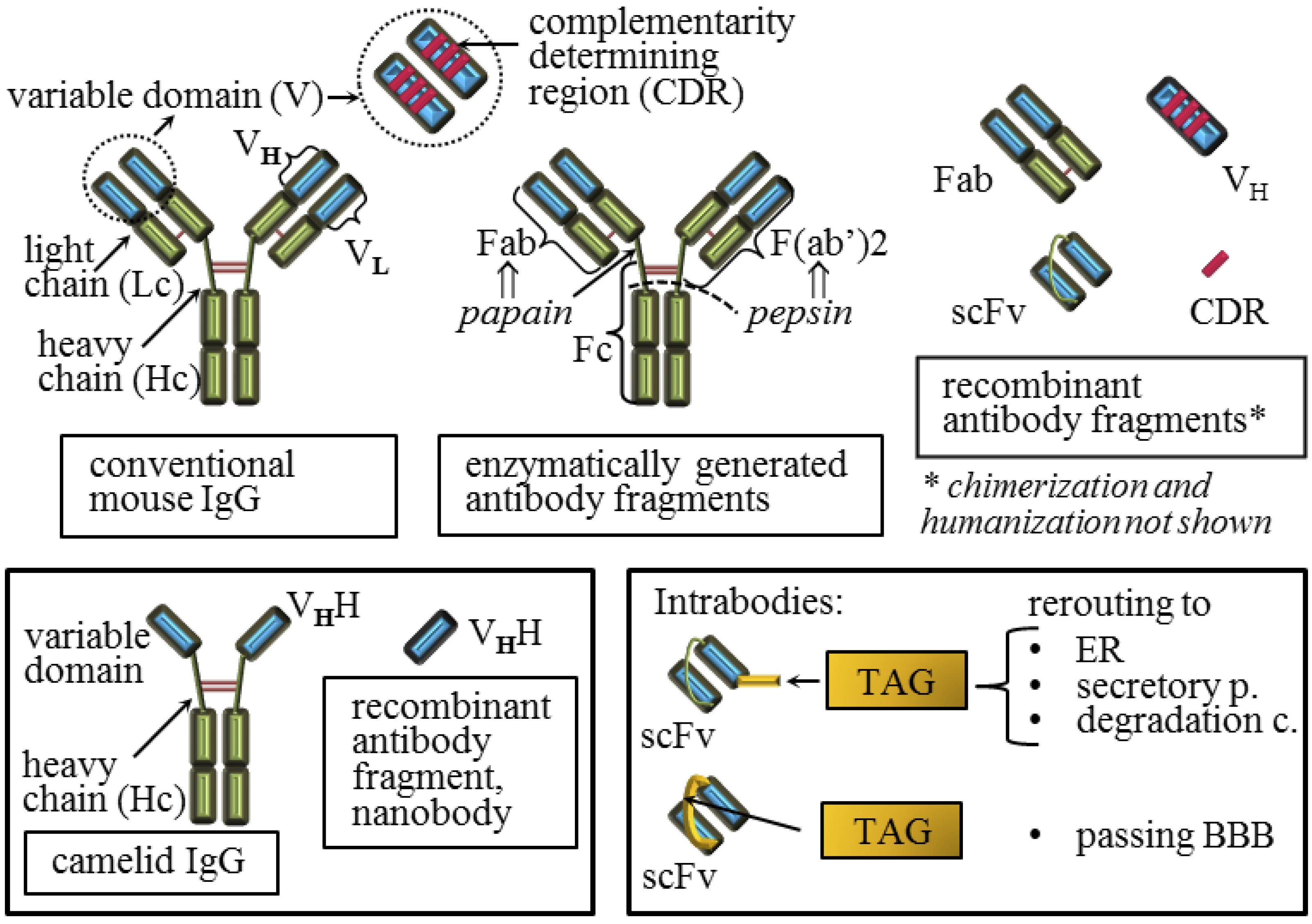 gene sequence definition antibodies