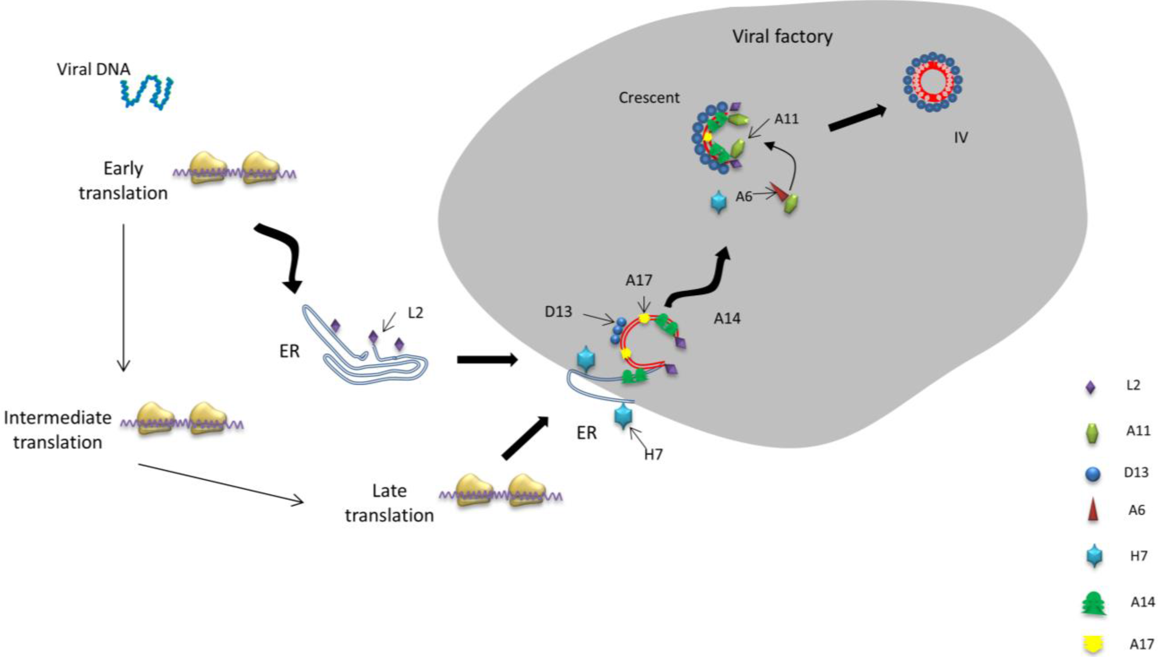 Viruses 06 03787 g001