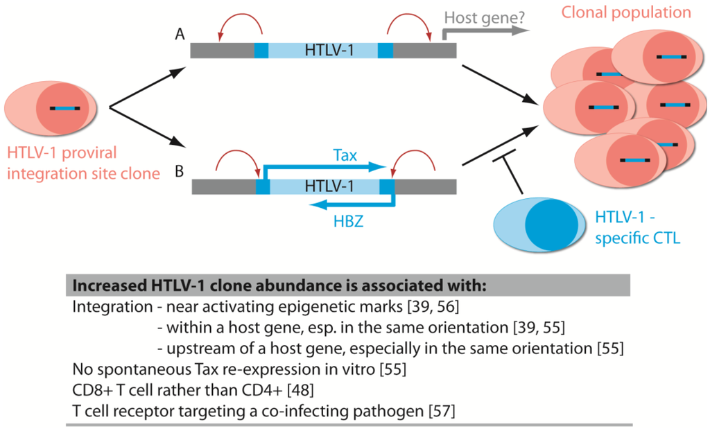 Viruses 06 04140 g003 1024