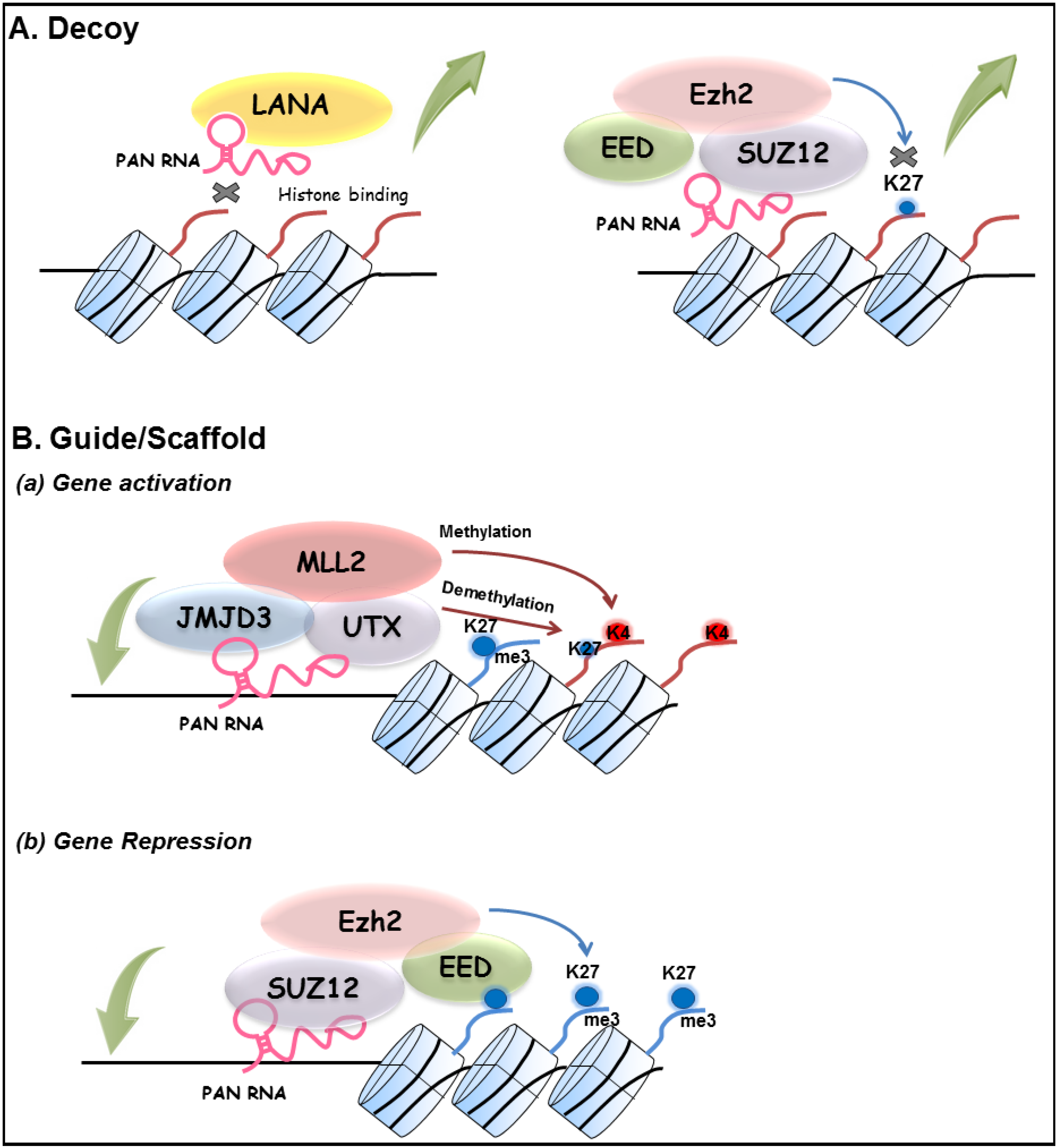 Viruses 06 04165 g001