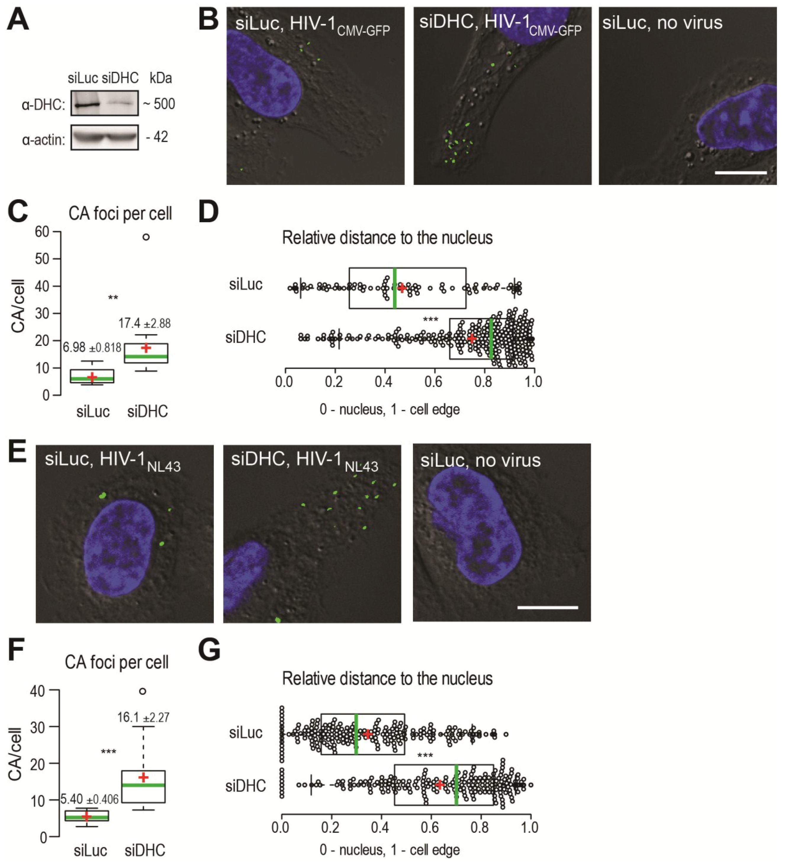 Viruses 06 04195 g001