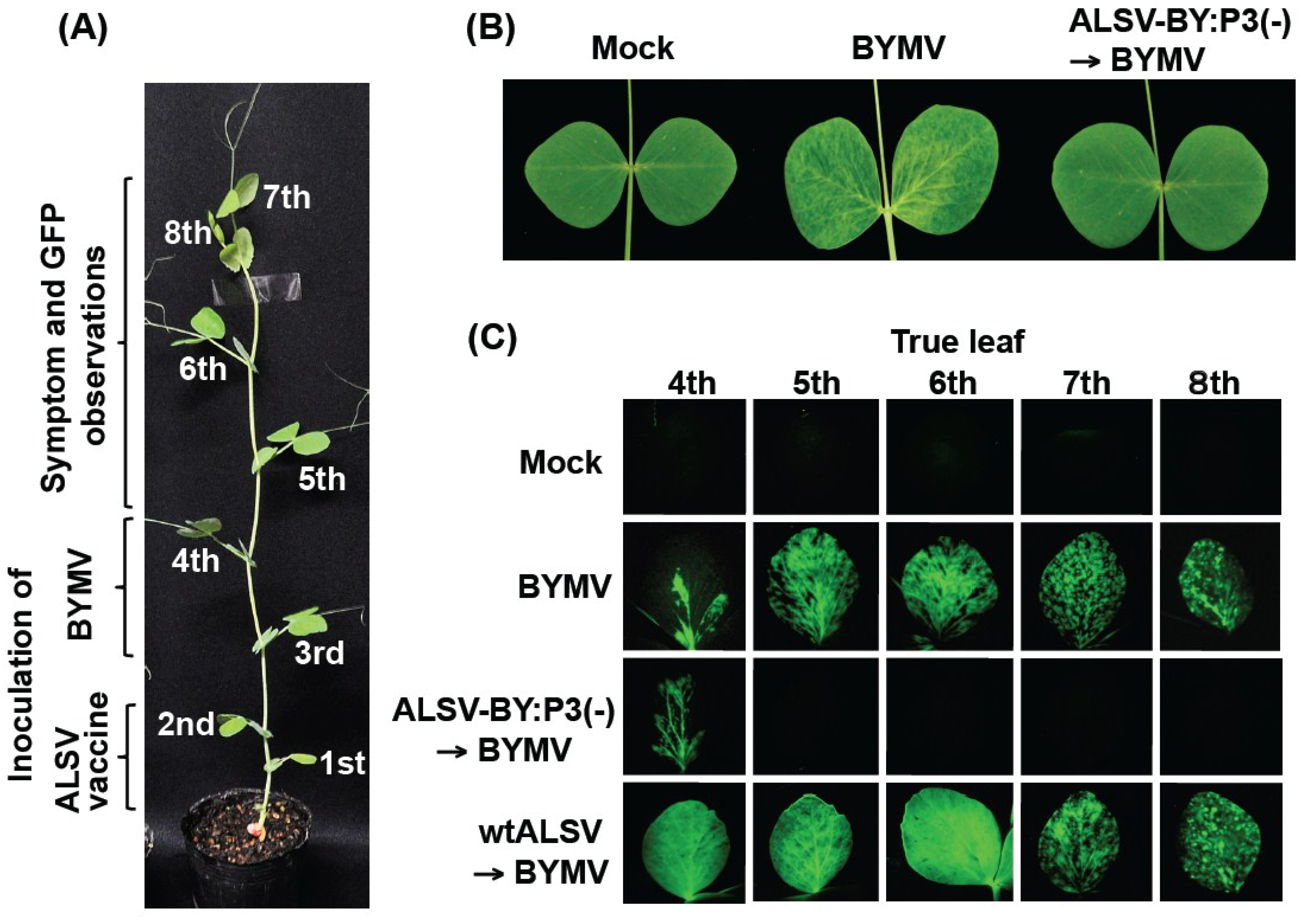 Viruses 06 04242 g001
