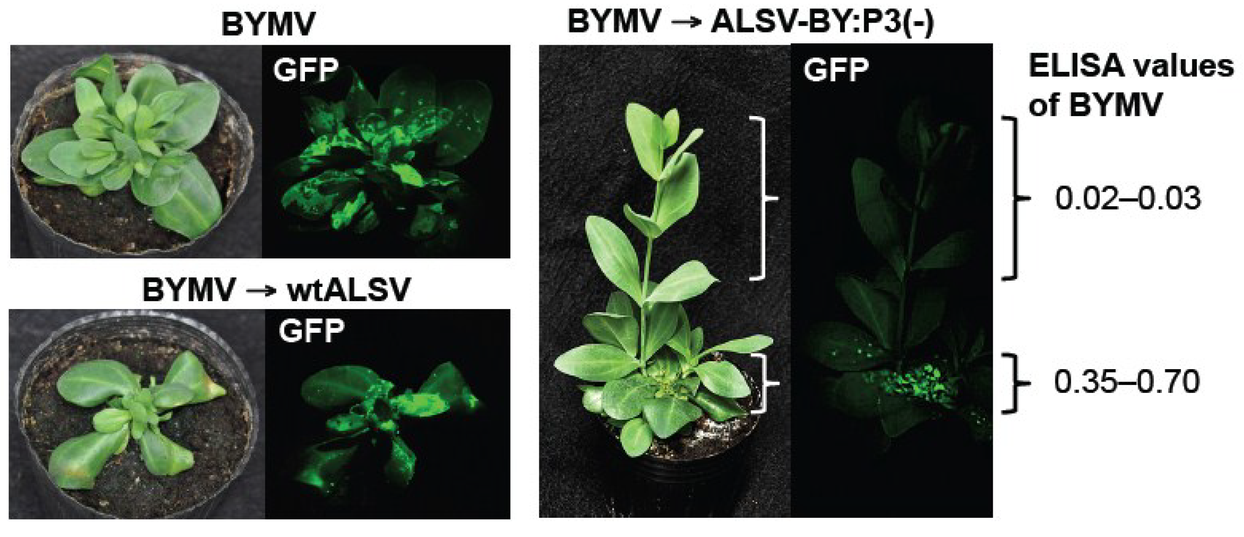 Viruses 06 04242 g006