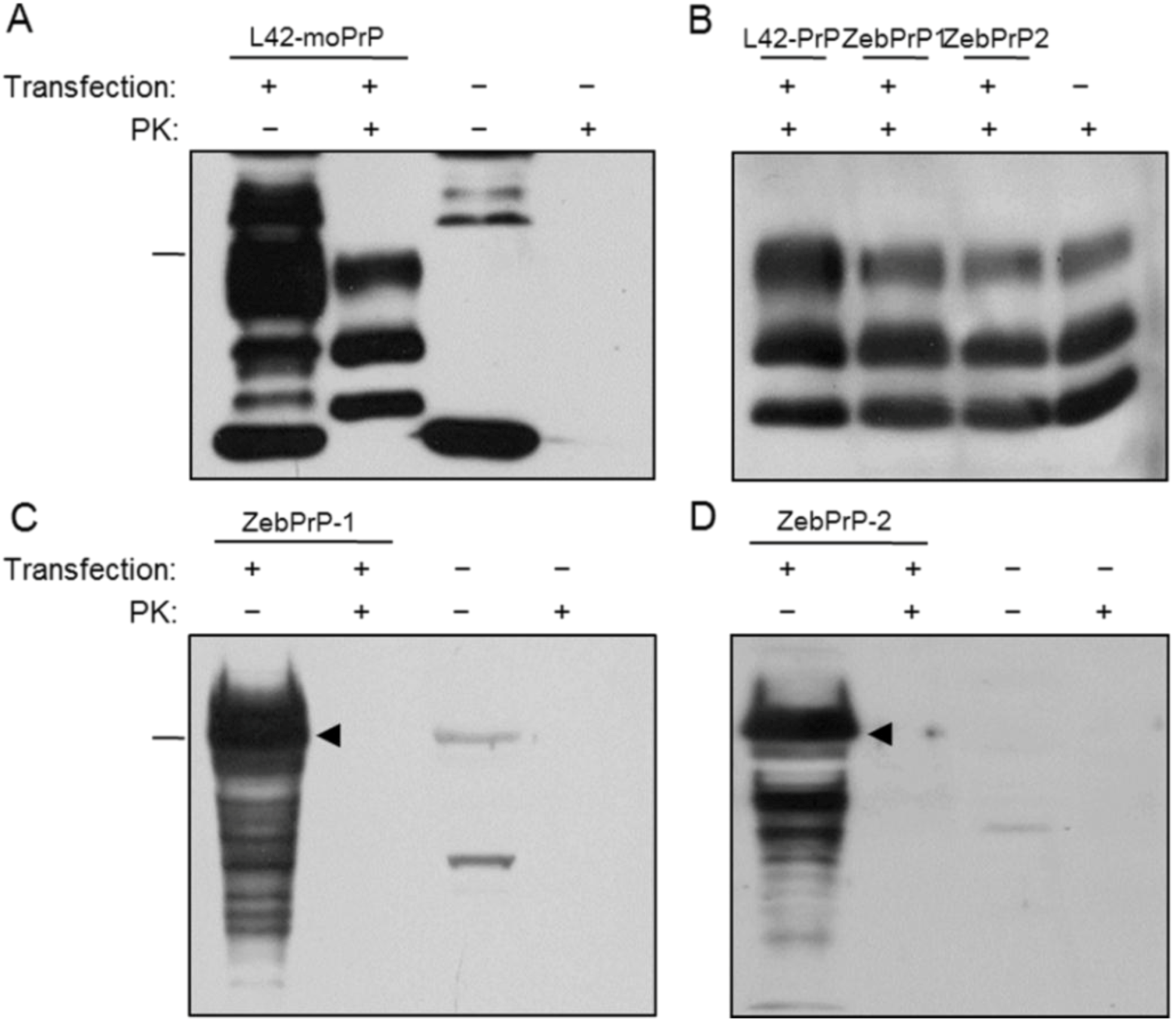 Viruses 06 04398 g005 1024