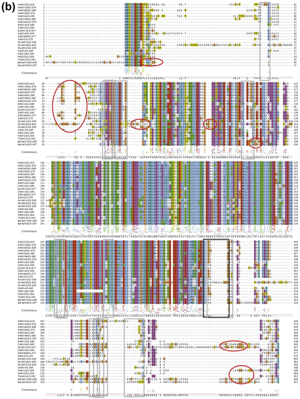 Structure, Function and Dynamics in Adenovirus Maturation