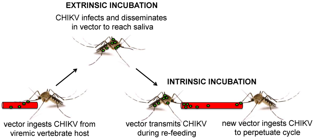 Viruses 06 04628 g002 1024