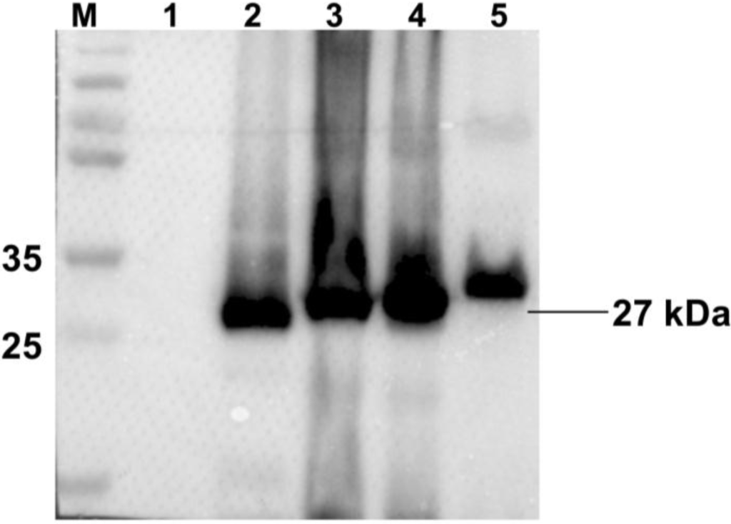 Viruses 06 04839 g002 1024