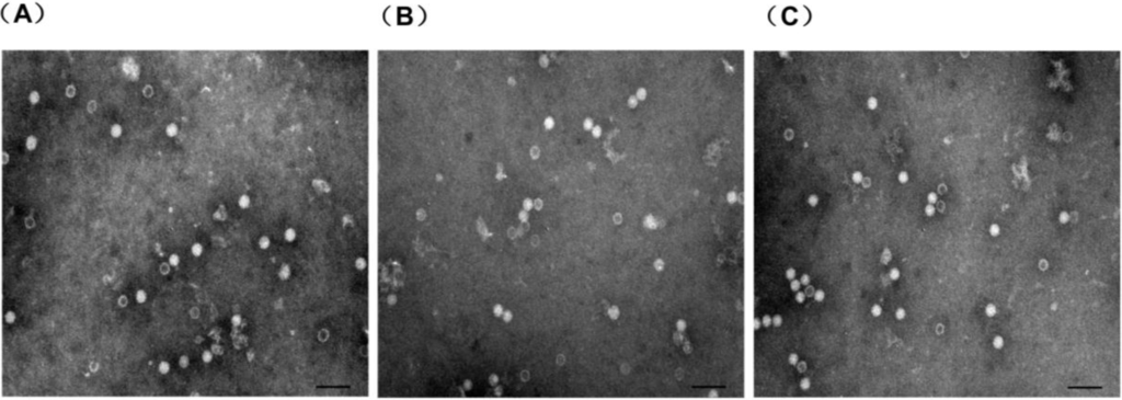 Viruses 06 04839 g004 1024