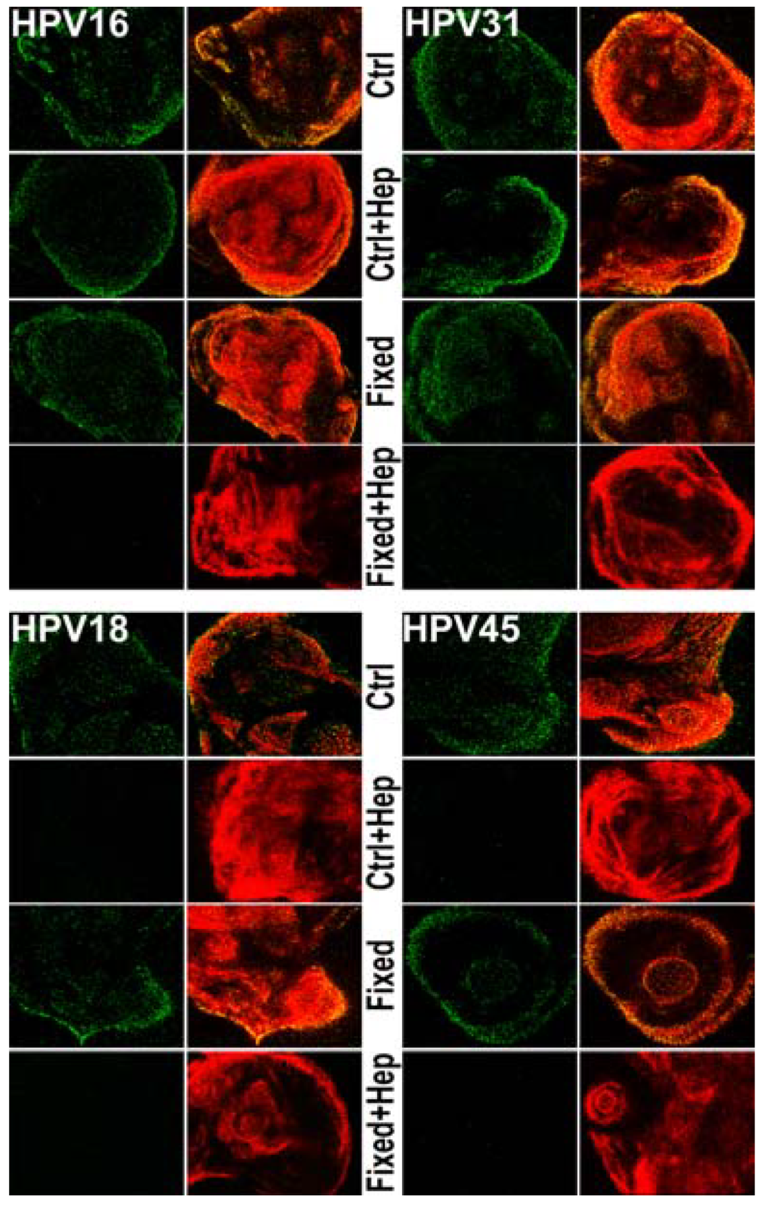 Viruses 06 04856 g004