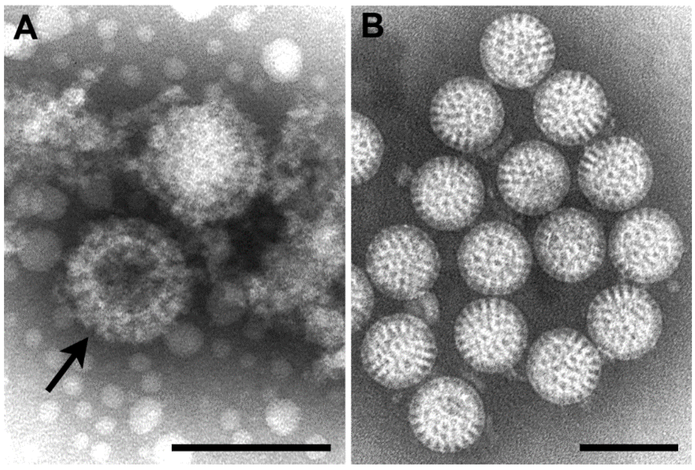 top notch Ecology Deter Viruses | Free Full-Text | Morphologic Differentiation of Viruses beyond  the Family Level | HTML
