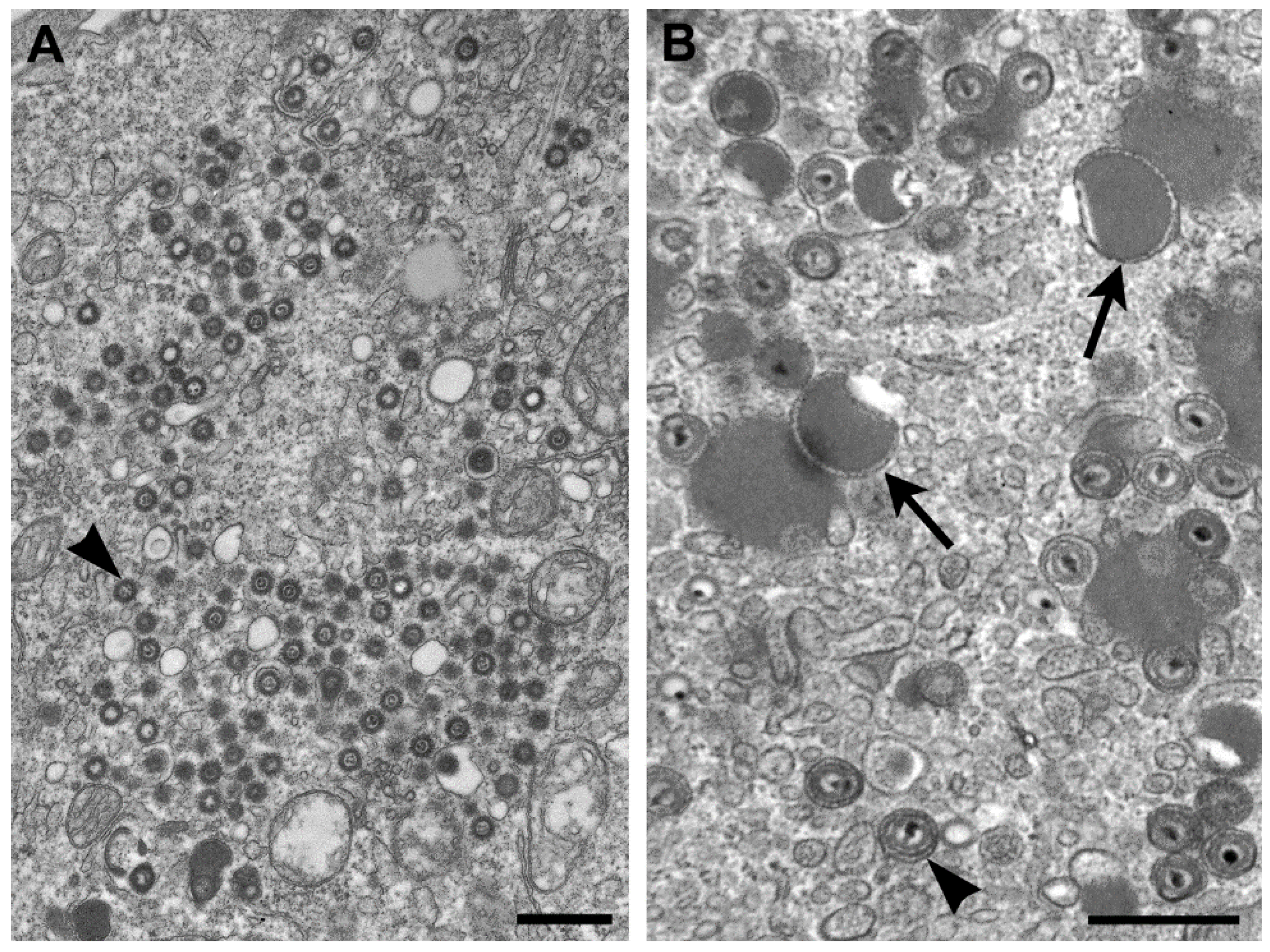 Viruses 06 04902 g004 1024