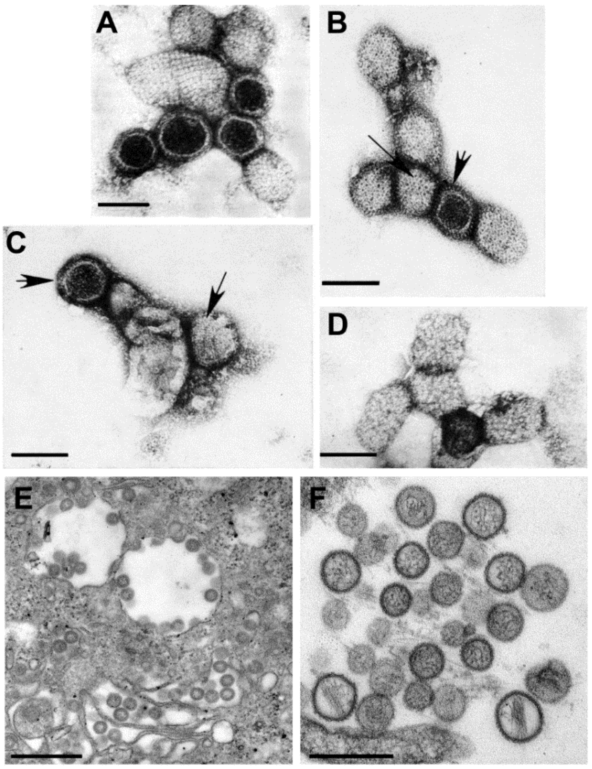 Viruses 06 04902 g006 1024