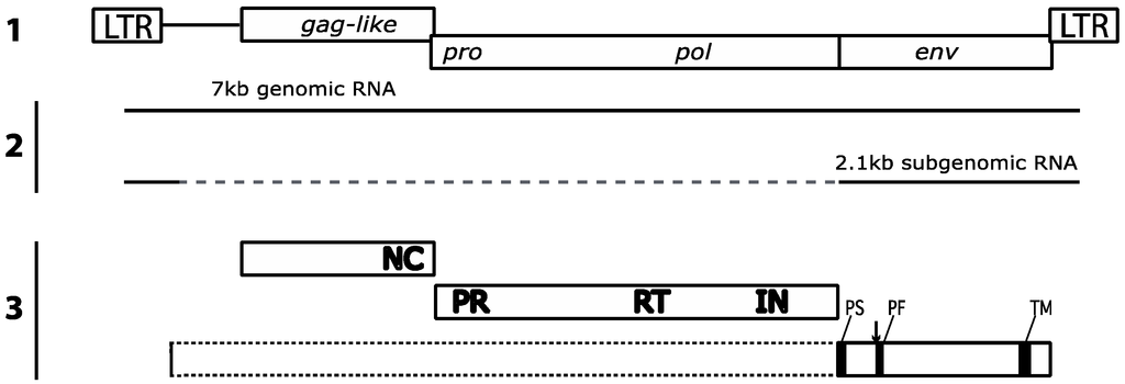 Viruses 06 04914 g002 1024