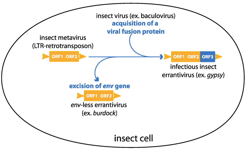 Viruses 06 04914 g006 1024