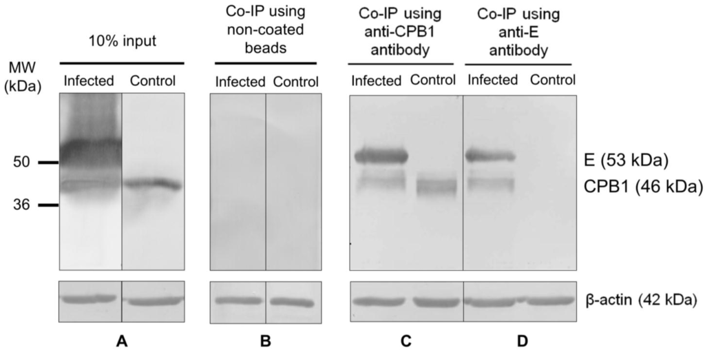 Viruses 06 05028 g003 1024