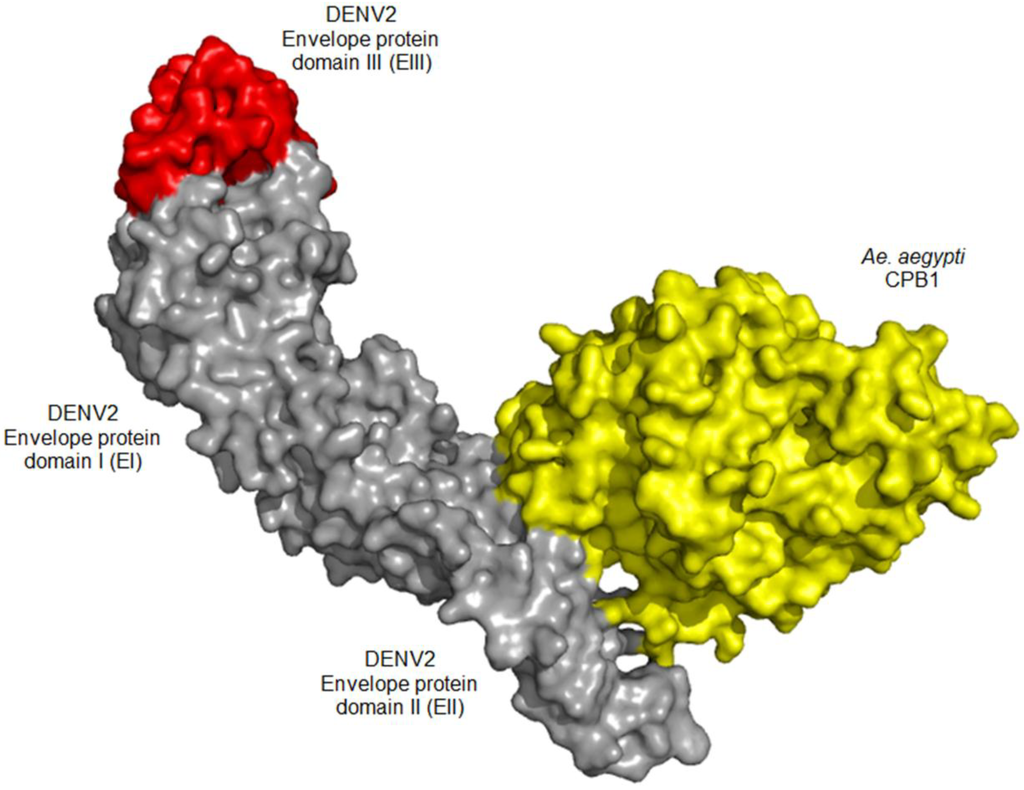 Viruses 06 05028 g004 1024