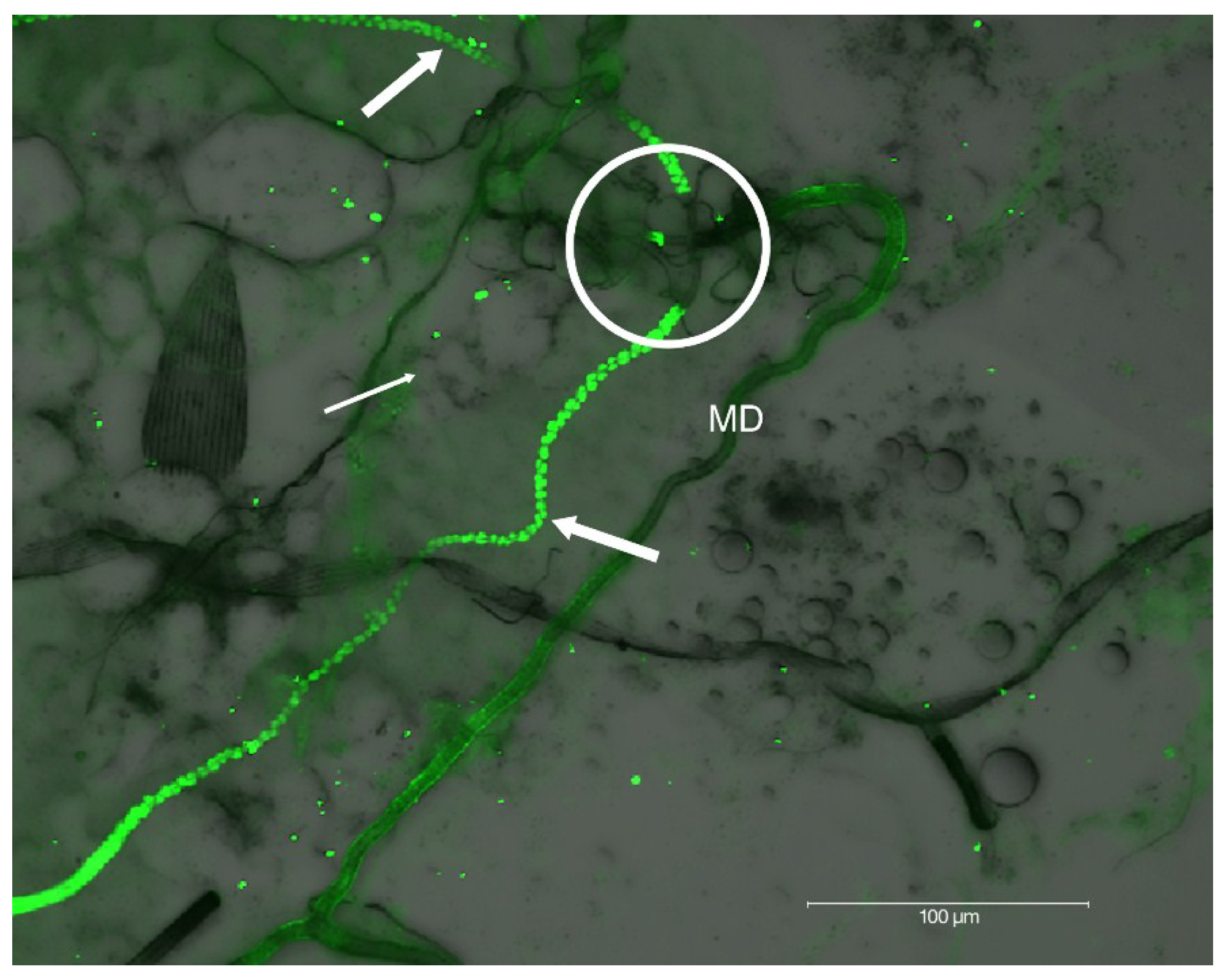 Viruses 06 05182 g003