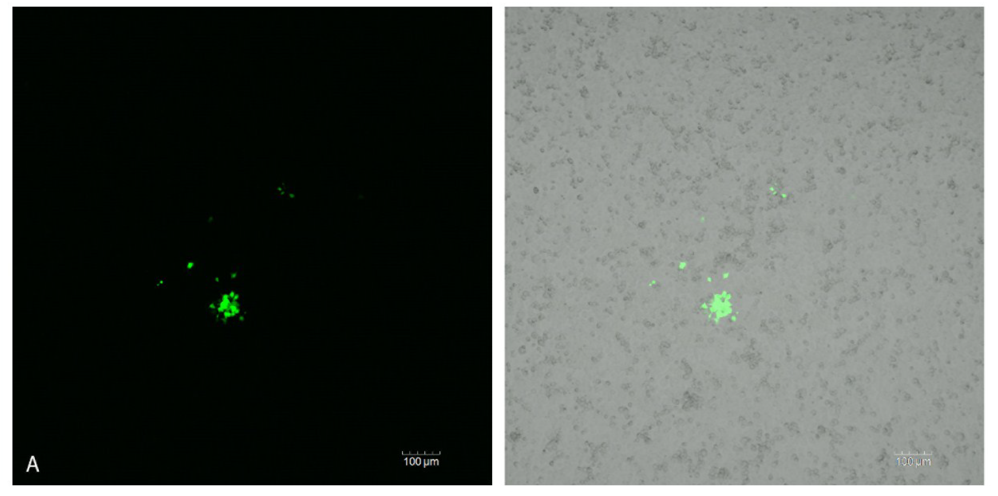 Viruses 06 05182 g005a