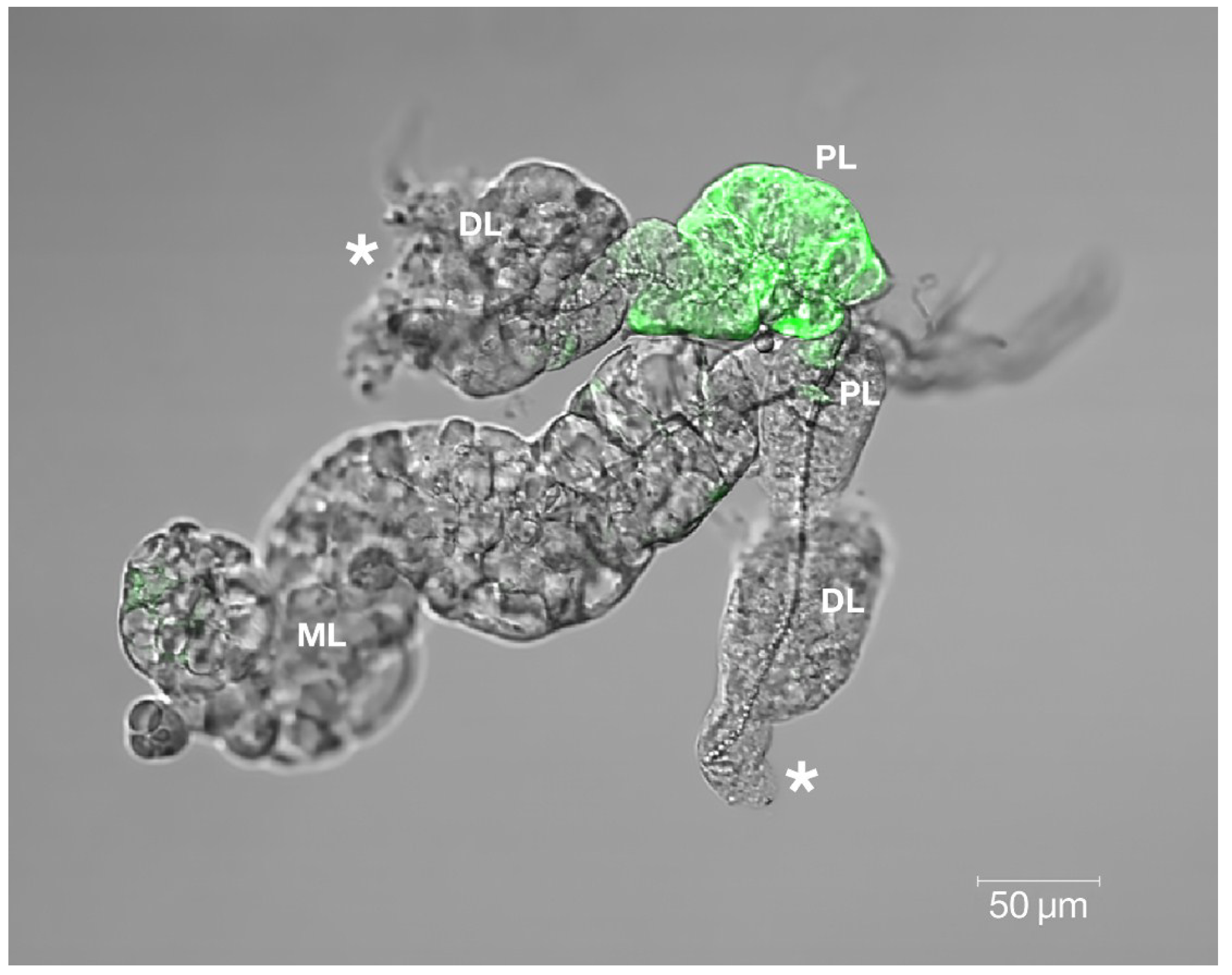 Viruses 06 05182 g006