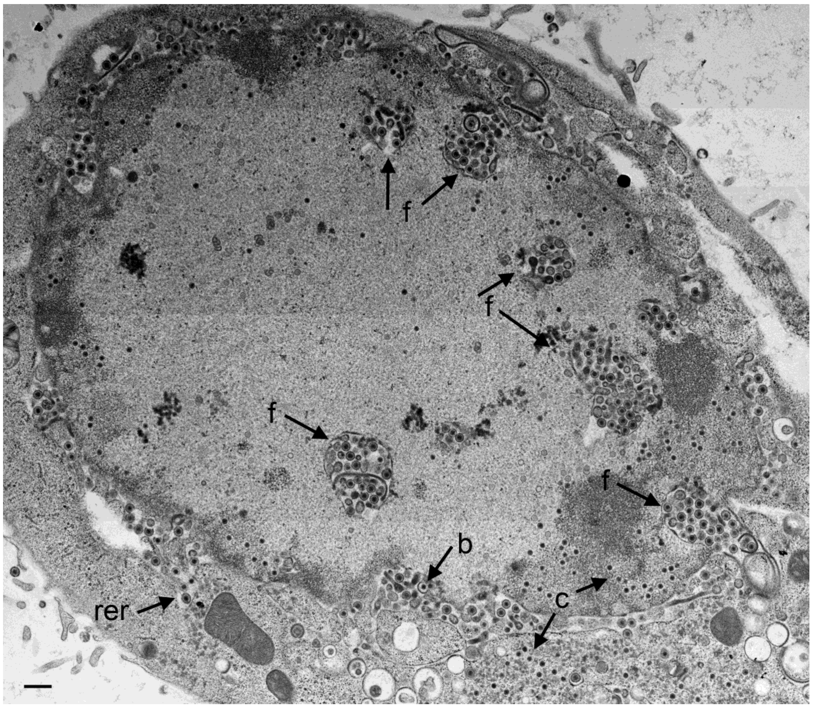 Viruses 07 00052 g002