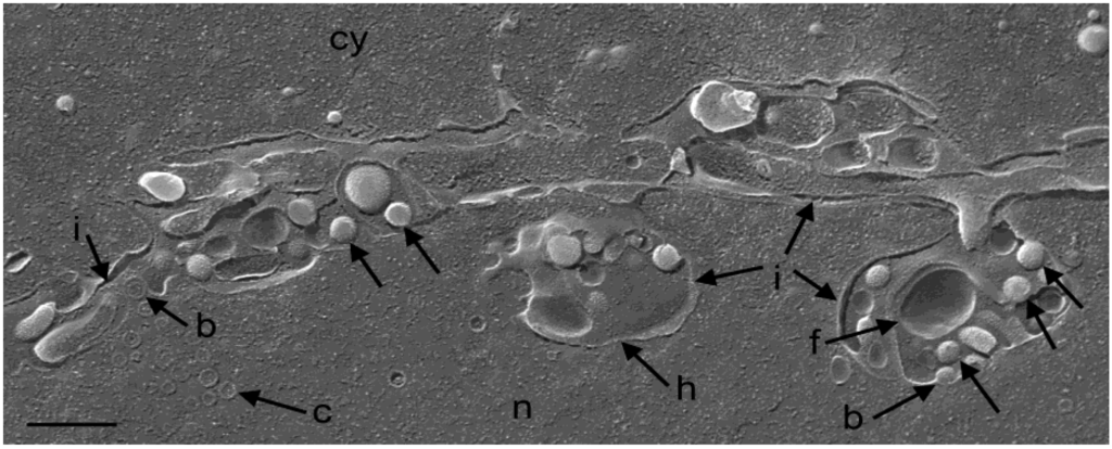 Viruses 07 00052 g003 1024