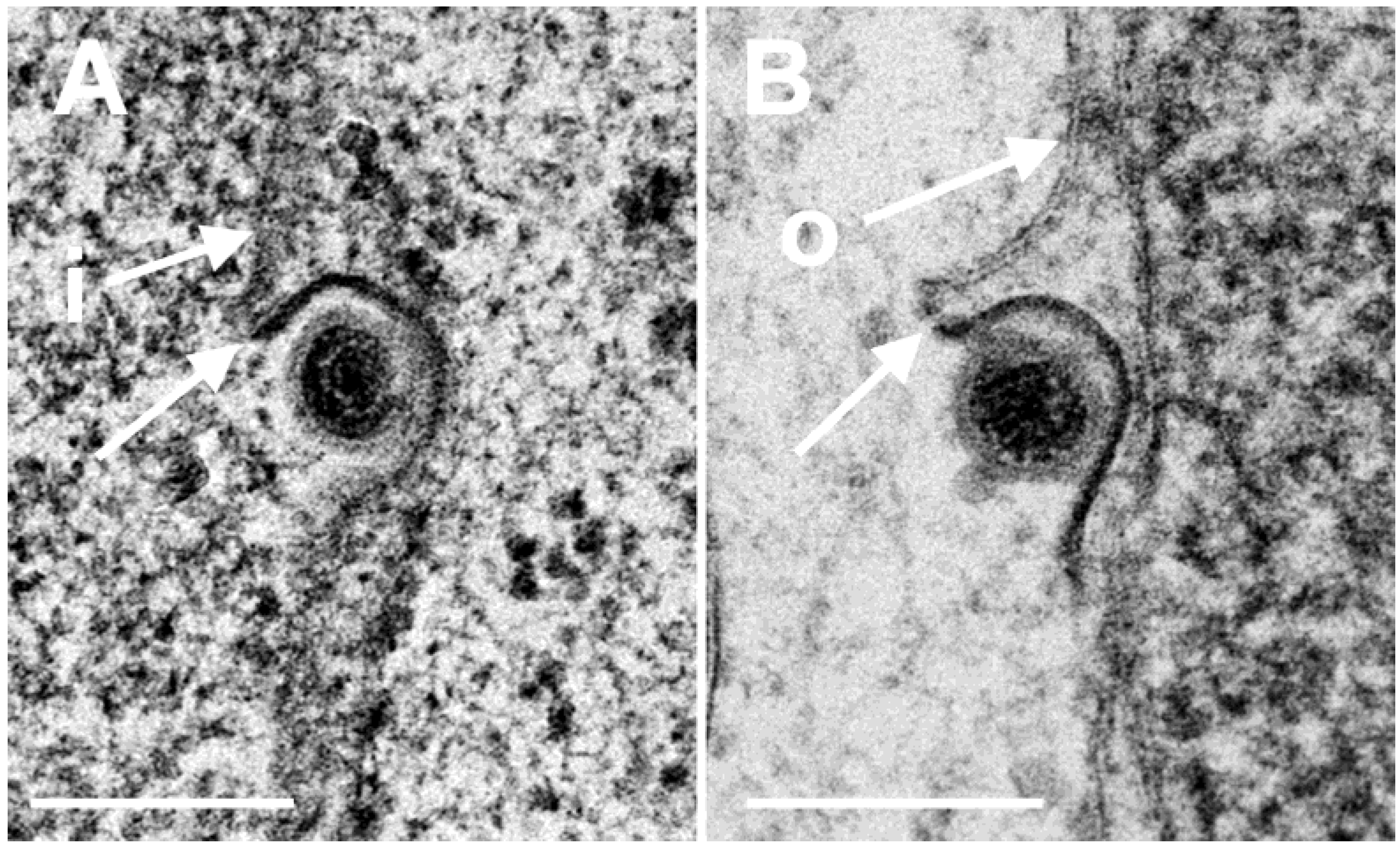 Viruses 07 00052 g005