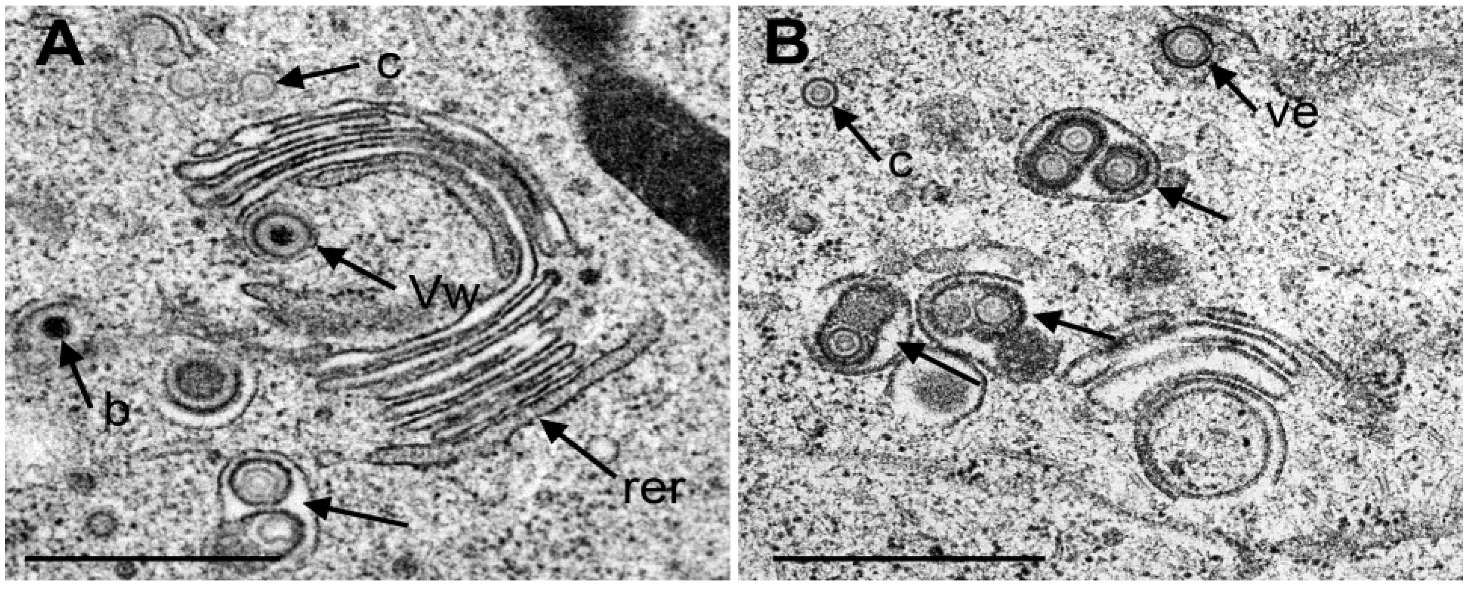 Viruses 07 00052 g007