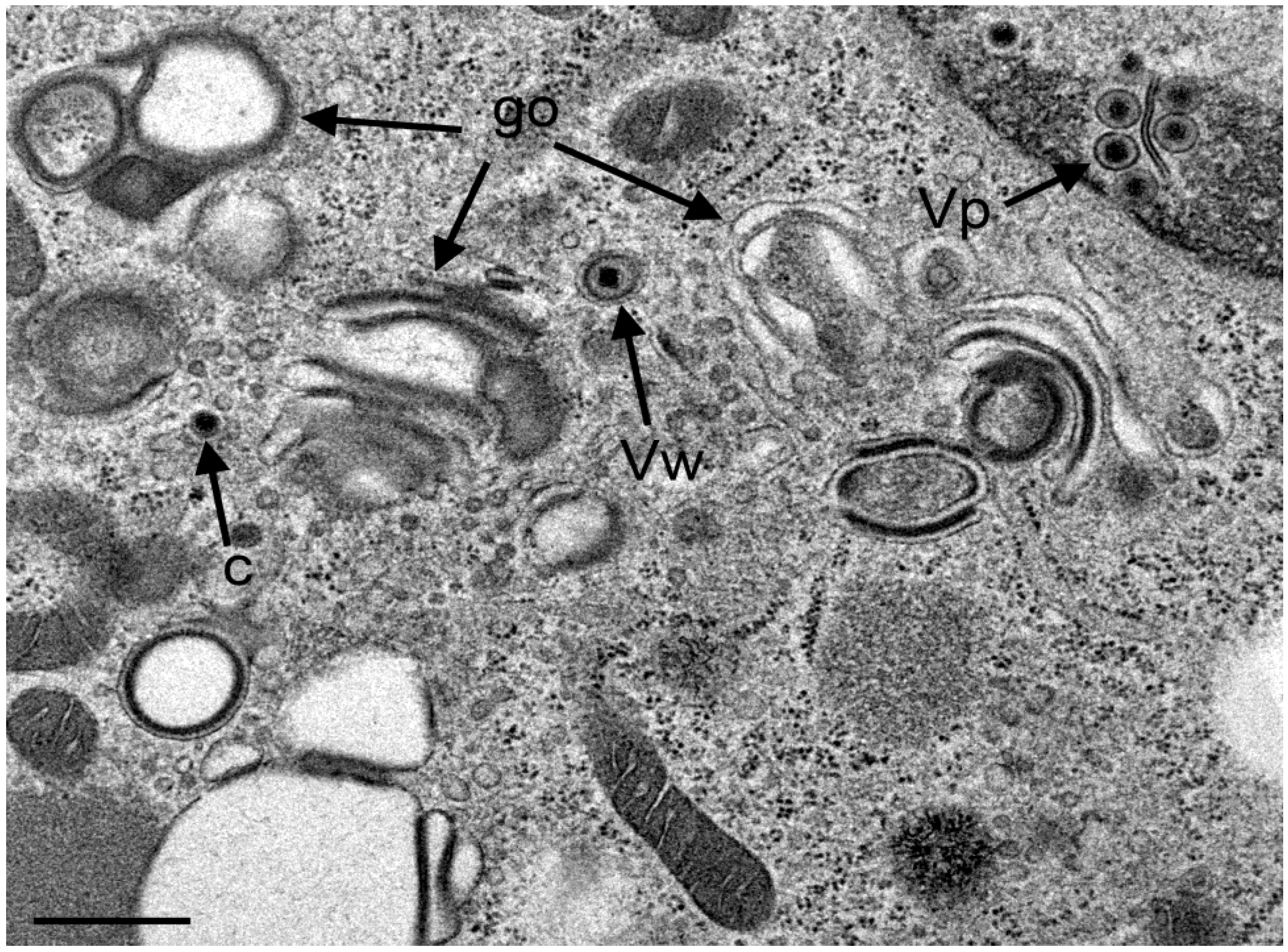 Viruses 07 00052 g008