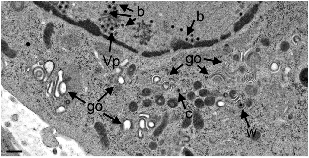 Viruses 07 00052 g009 1024